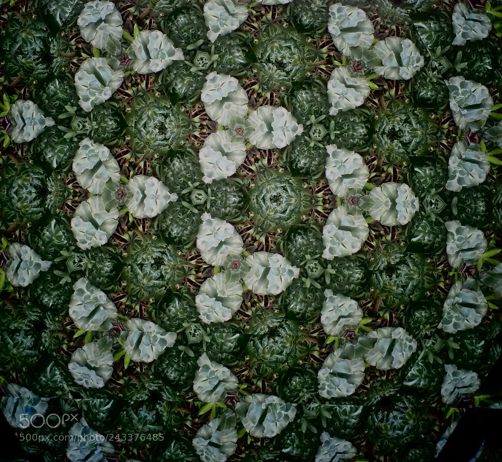 Apple iPhone 6 sample photo. Kaleidoscope of succulents 1 ~ photography