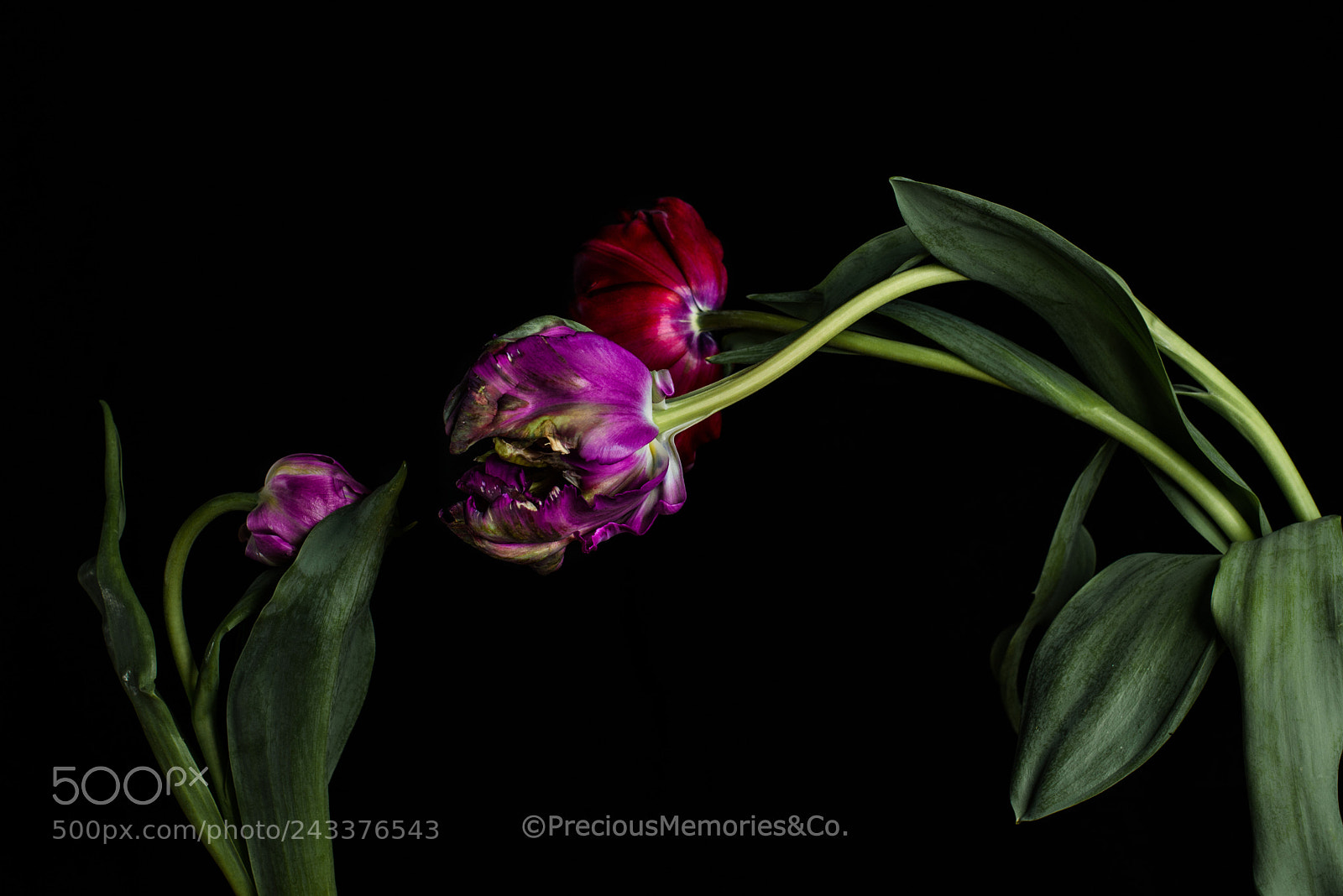 Nikon D800 sample photo. Edit photography