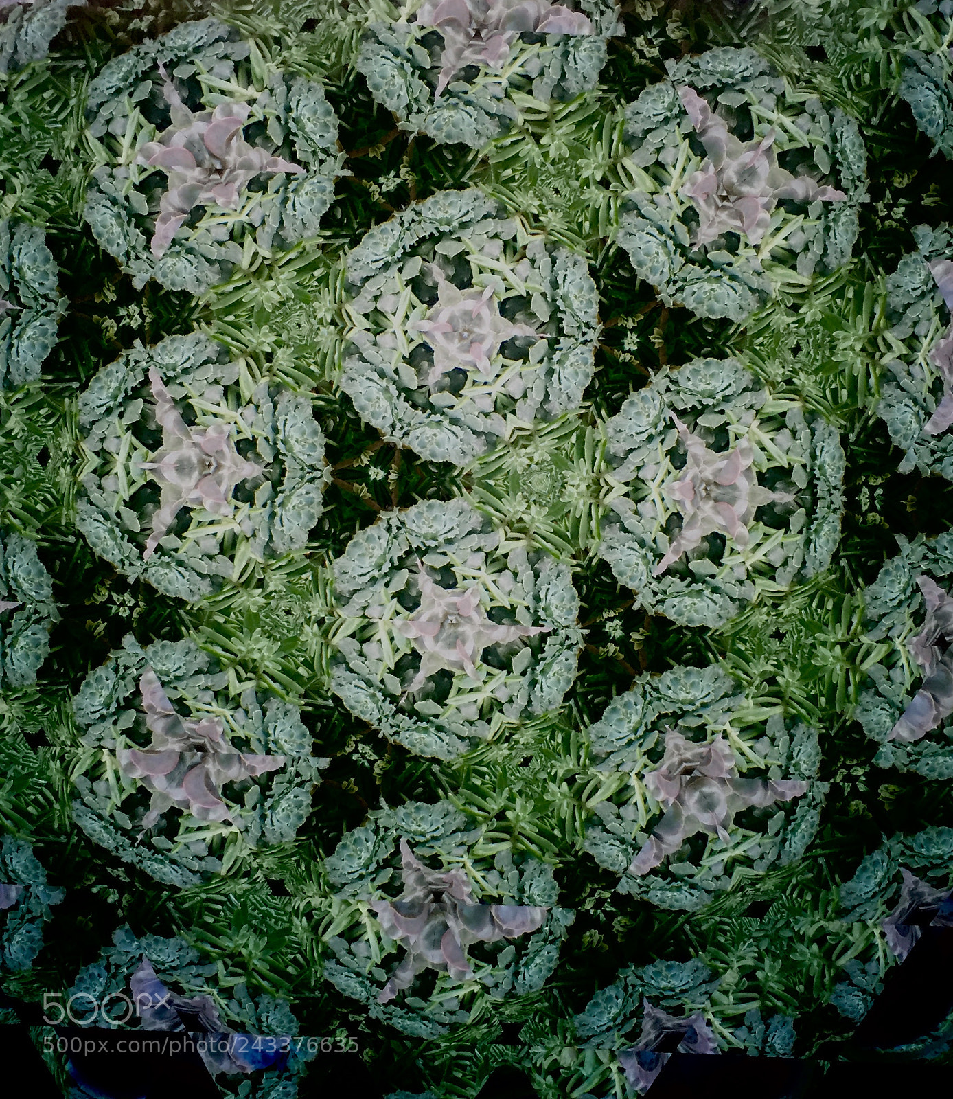 Apple iPhone 6 sample photo. Kaleidoscope of succulents 2 ~ photography