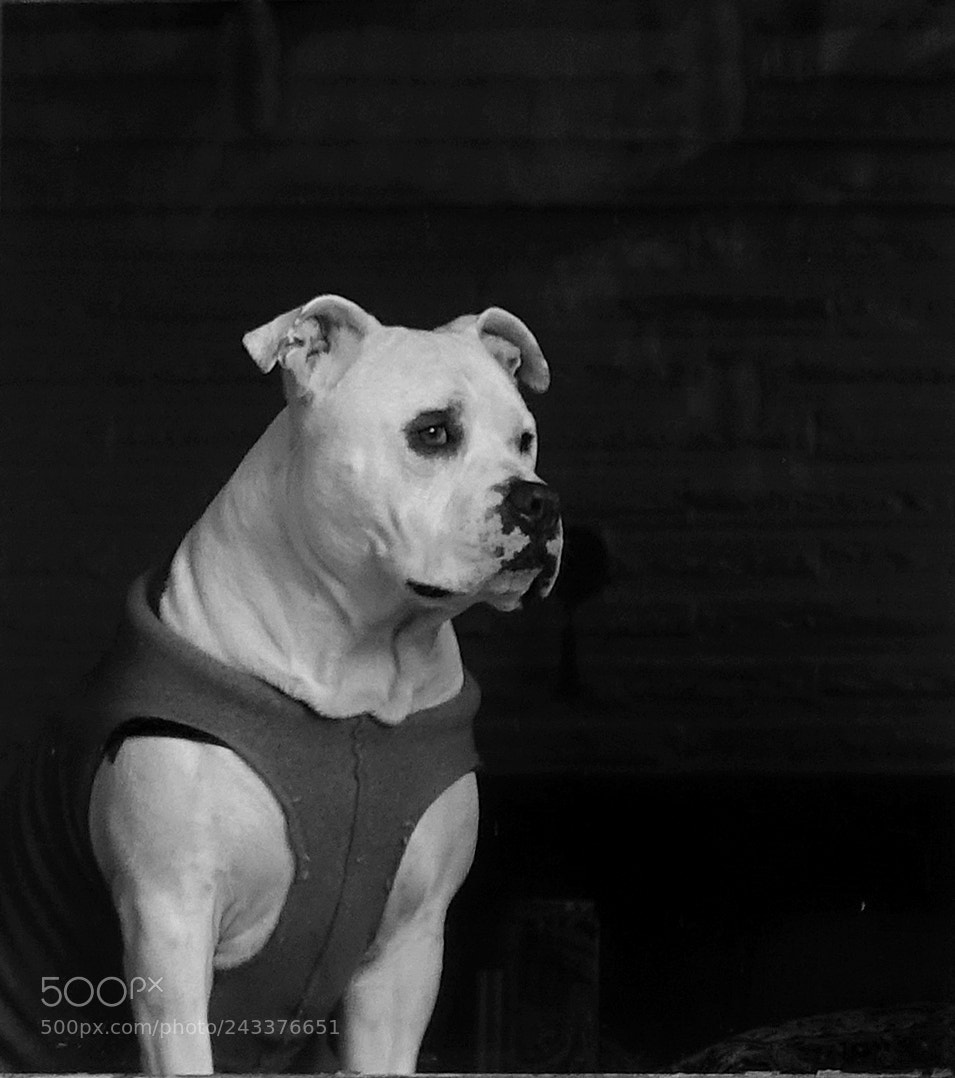 Sony Cyber-shot DSC-RX10 III sample photo. Portrait of a dog photography