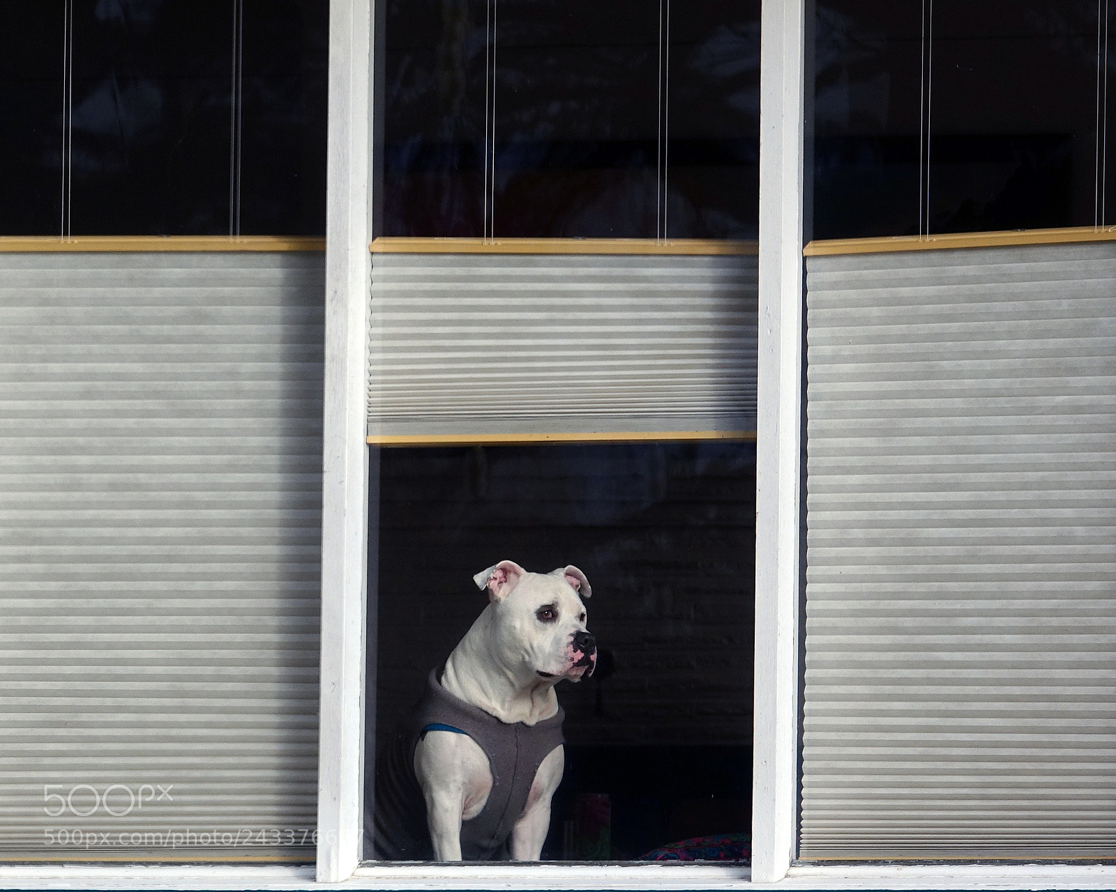Sony Cyber-shot DSC-RX10 III sample photo. Window watching photography