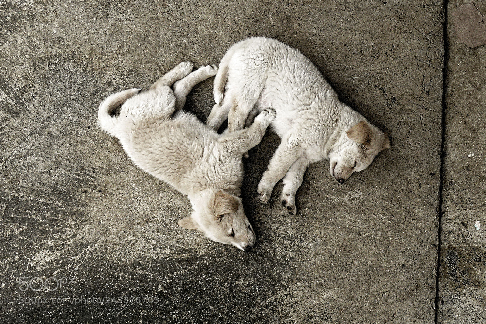 Canon PowerShot SX60 HS sample photo. Sleep like a dog photography
