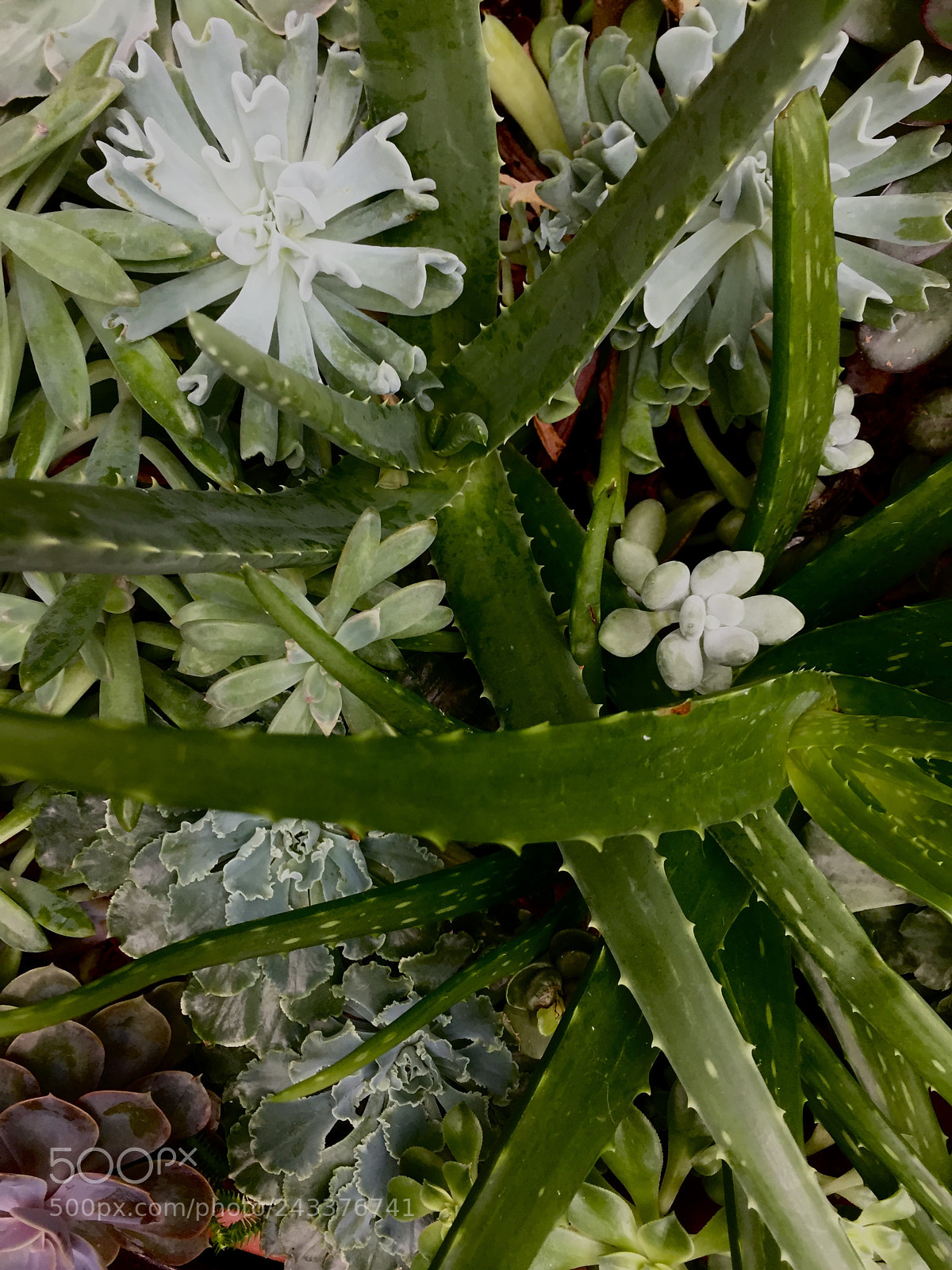 Apple iPhone 6 sample photo. Green living in harmony ~ photography