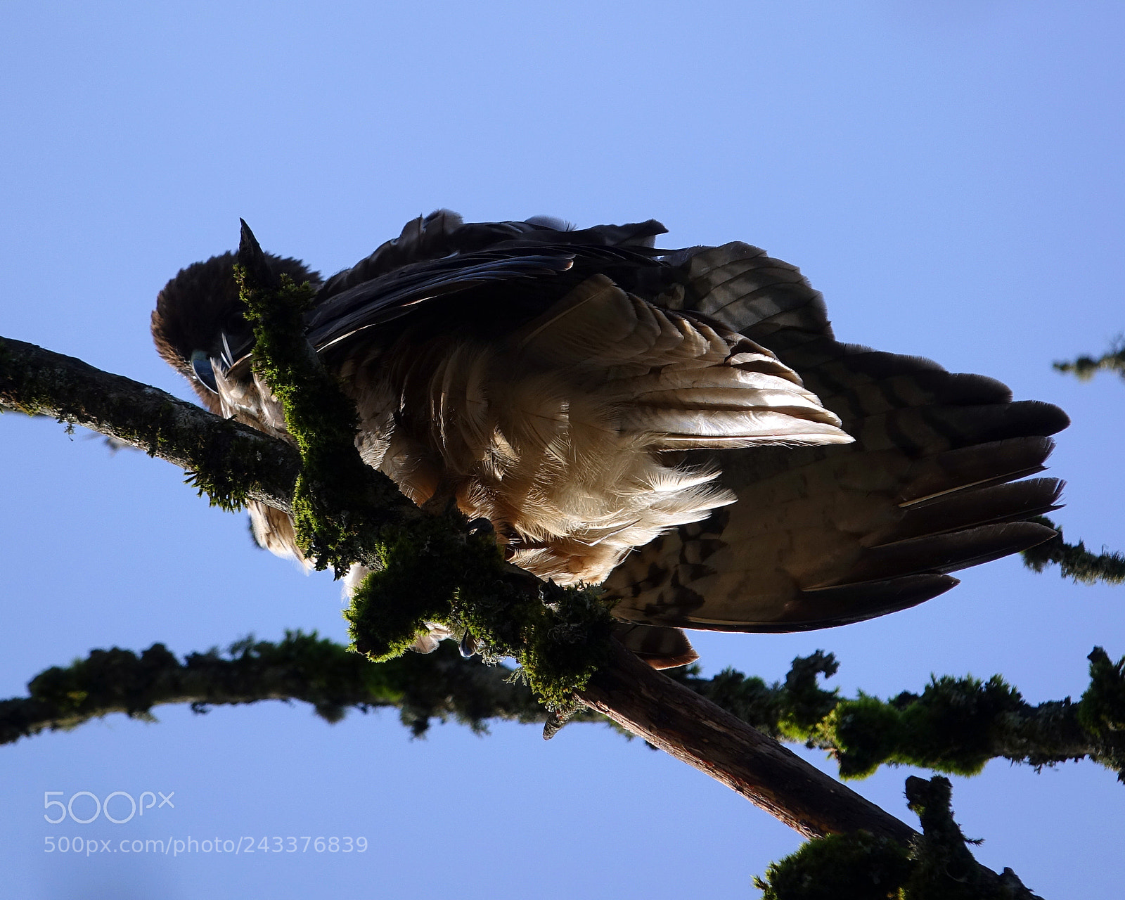 Sony Cyber-shot DSC-RX10 III sample photo. Red tail hawk 1 photography