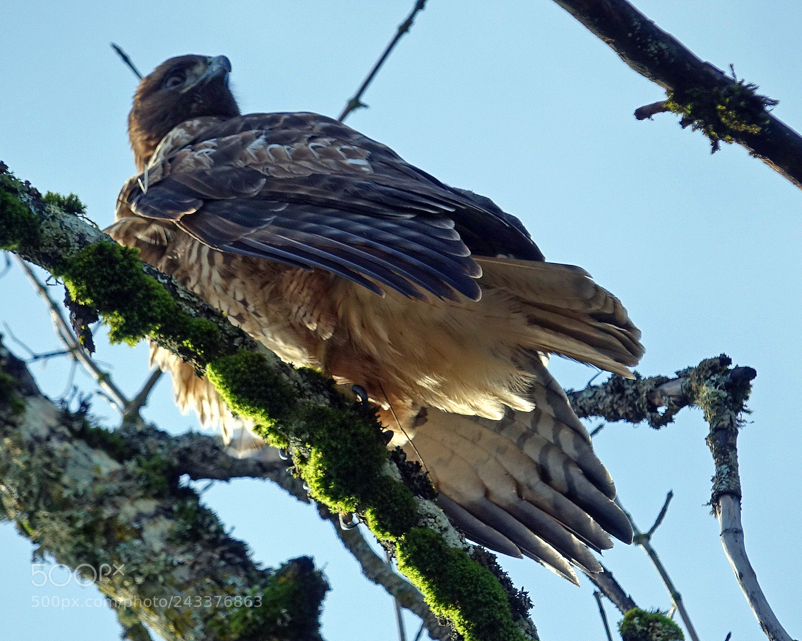 Sony Cyber-shot DSC-RX10 III sample photo. Red tail hawk 2 photography