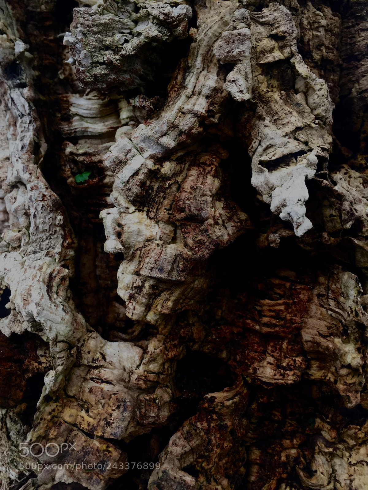 Apple iPhone 6 sample photo. Study of cork 1~ photography