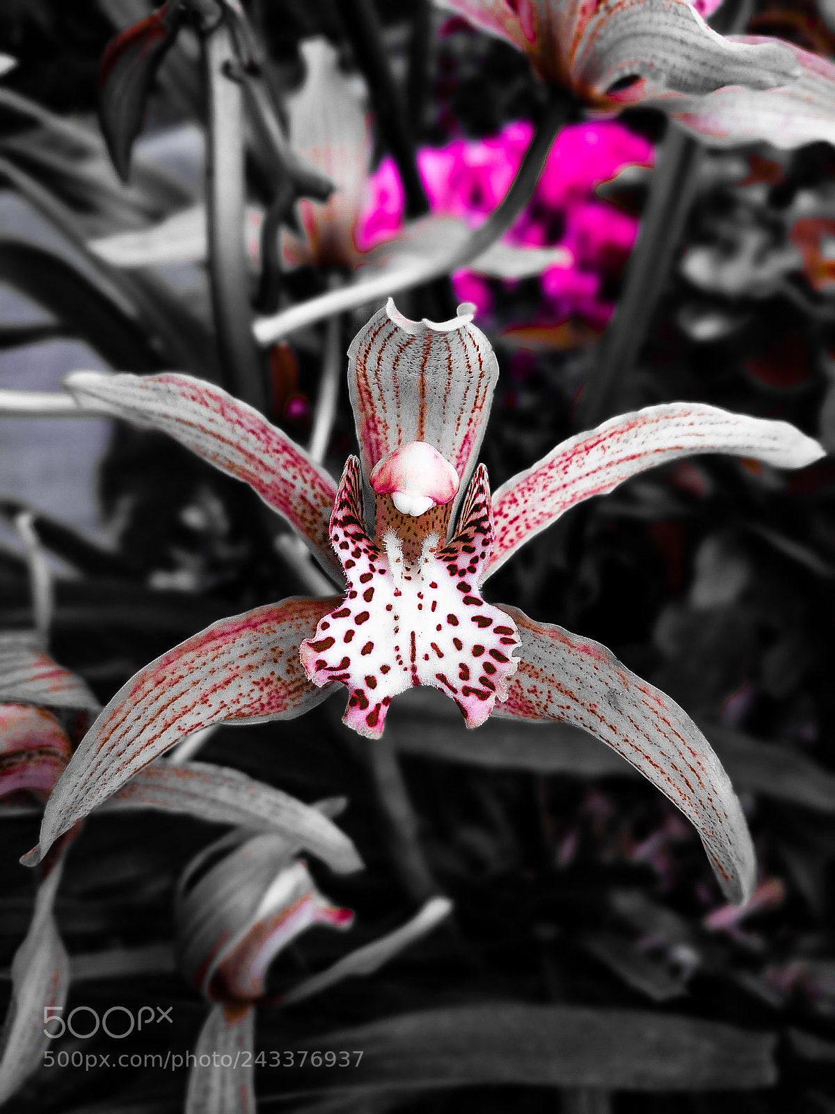 Google Pixel sample photo. Floral-escent photography
