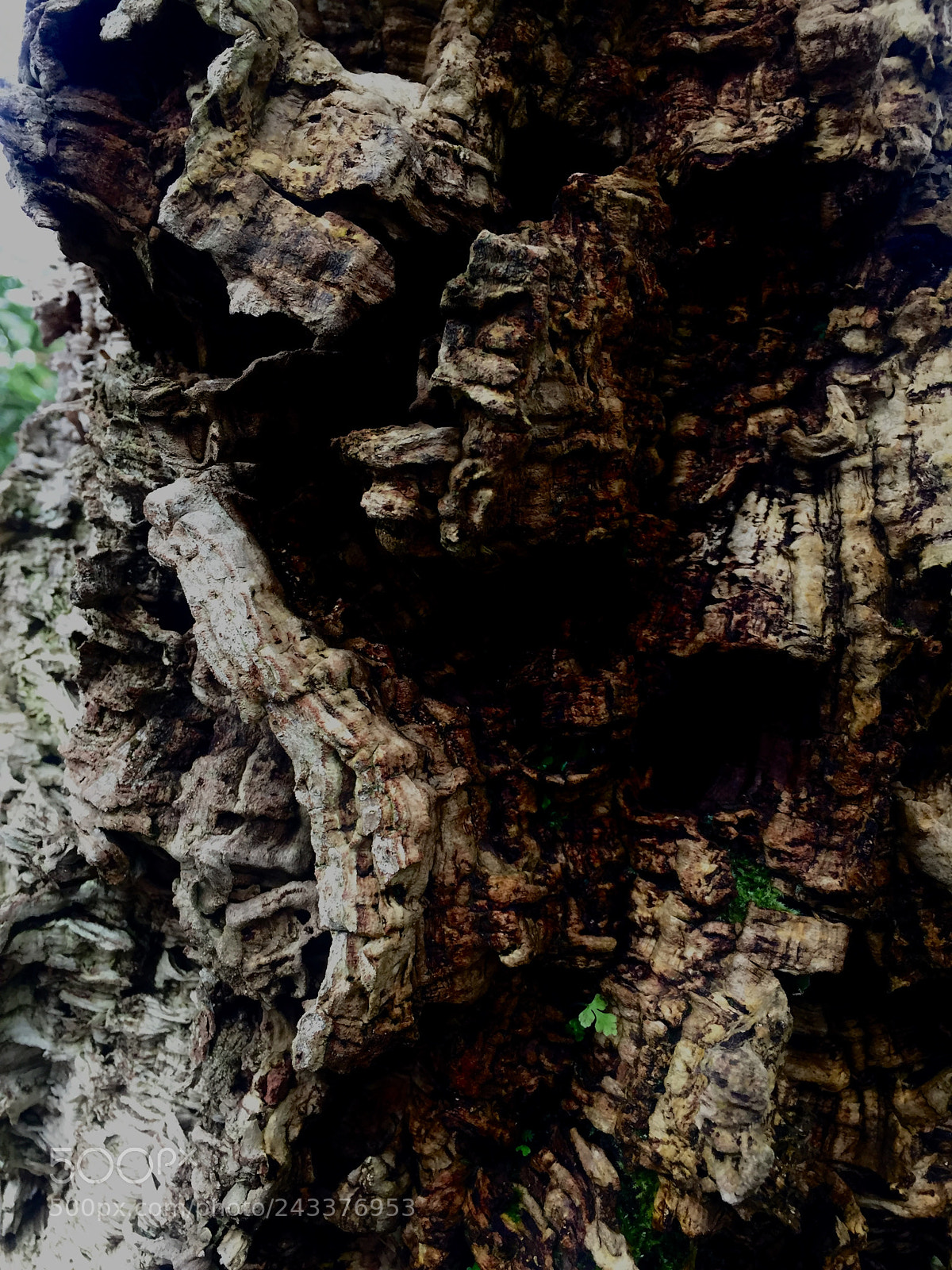 Apple iPhone 6 sample photo. Study of cork 2~ photography