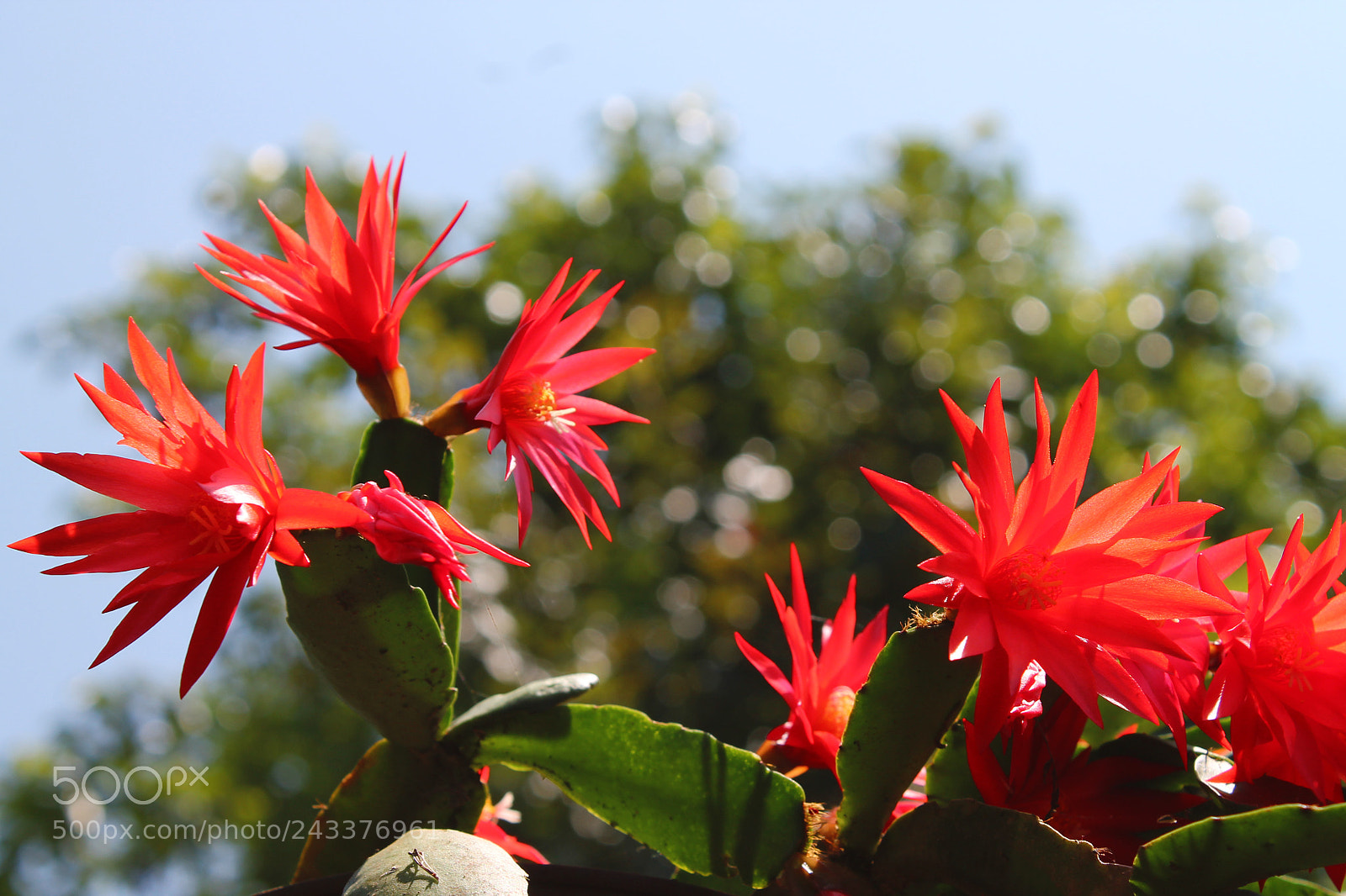 Canon EOS 1100D (EOS Rebel T3 / EOS Kiss X50) sample photo. Disocactus photography
