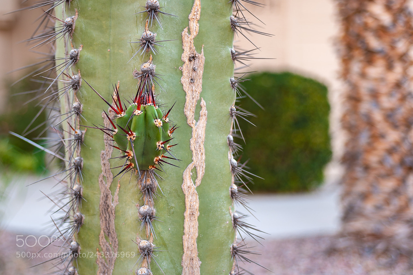 Nikon D700 sample photo. Budding cactus photography