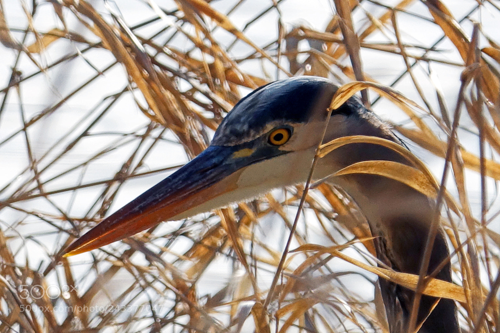 Sony Cyber-shot DSC-RX10 III sample photo. Heron hunting 1 photography