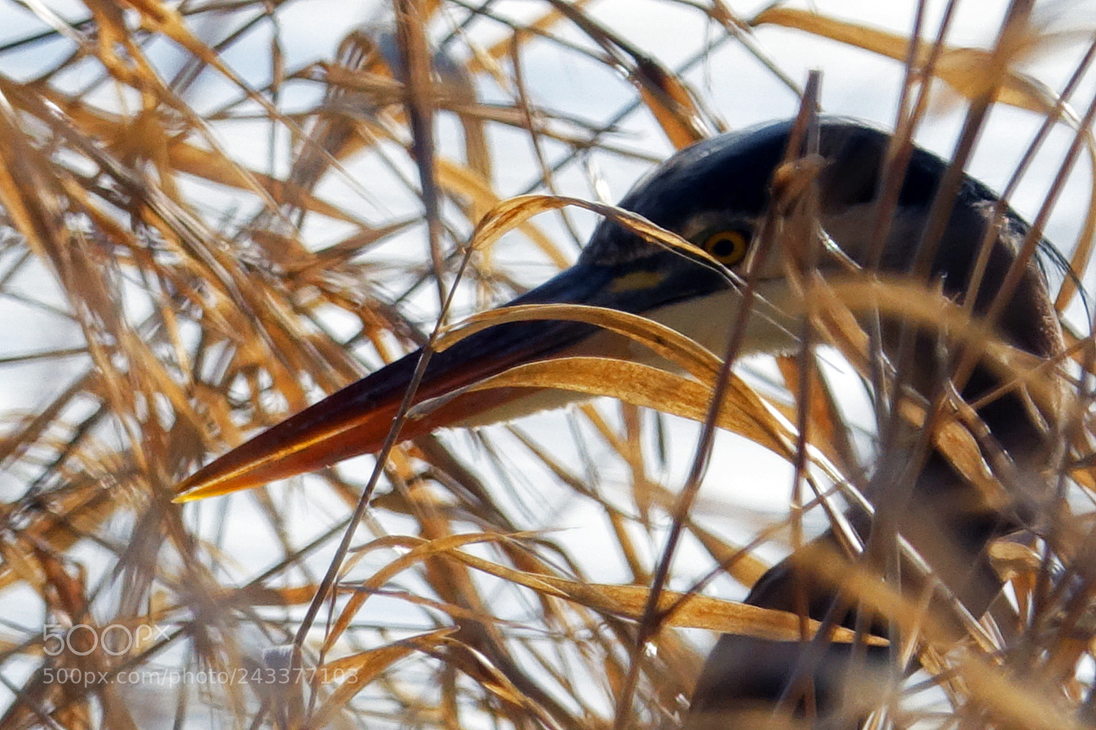 Sony Cyber-shot DSC-RX10 III sample photo. Heron hunting 2 photography