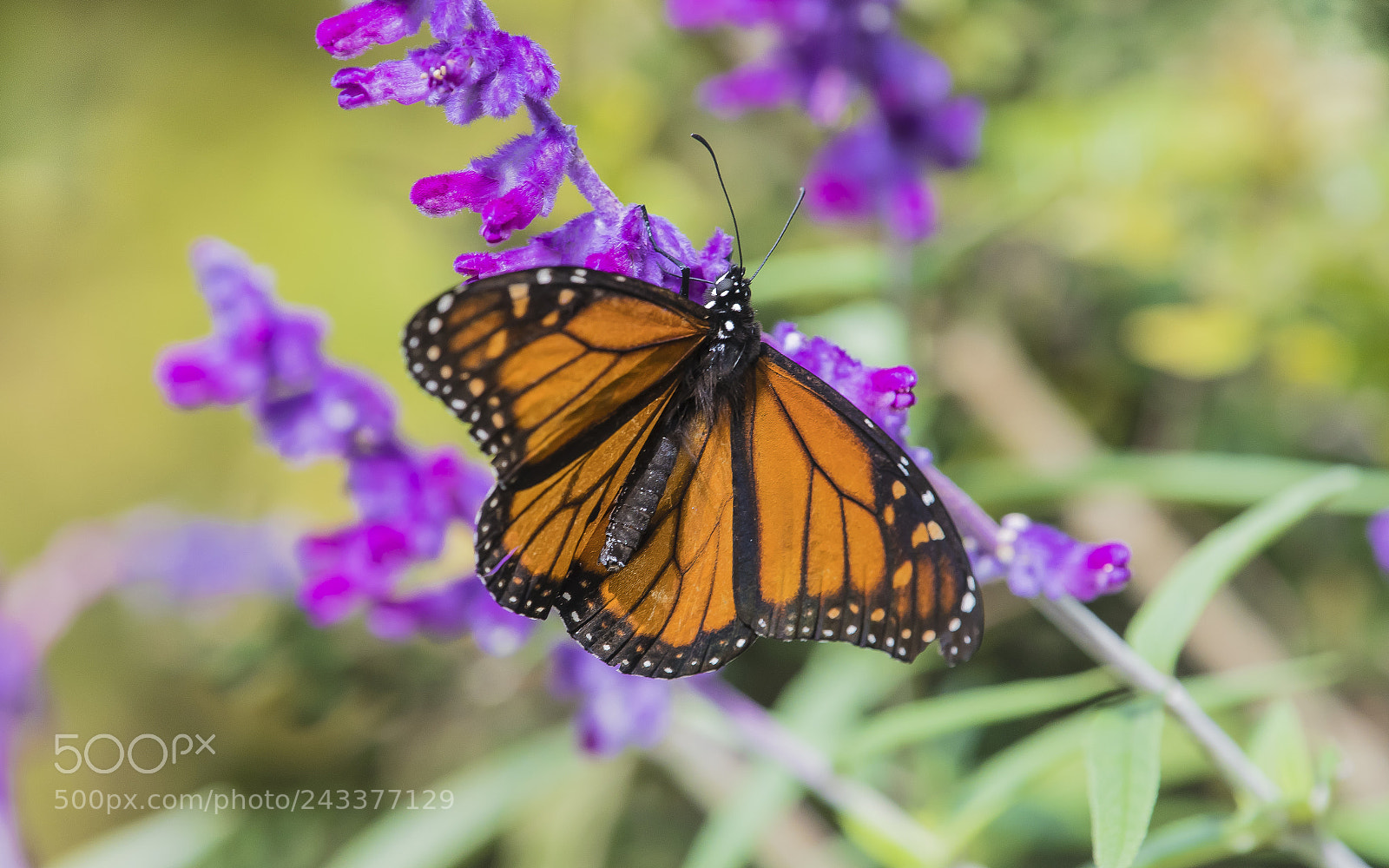 Nikon D500 sample photo. A monarch butterfly photography