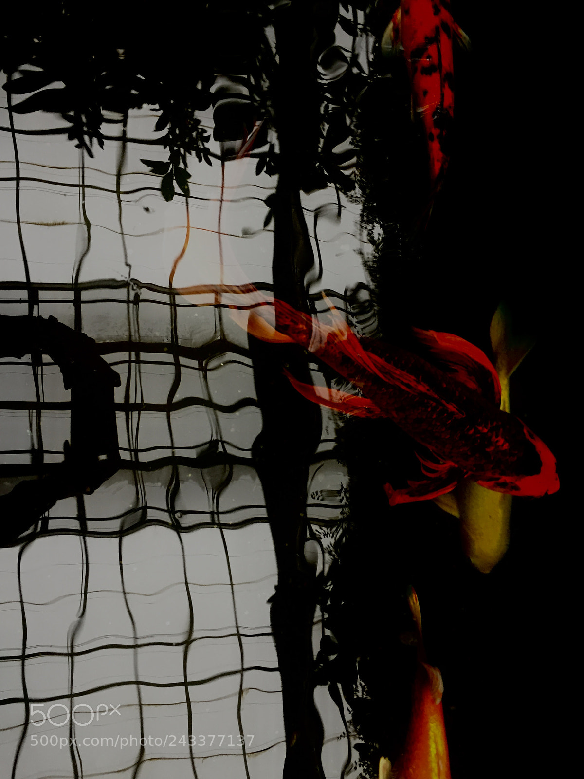 Apple iPhone 6 sample photo. Koi moving through dark photography