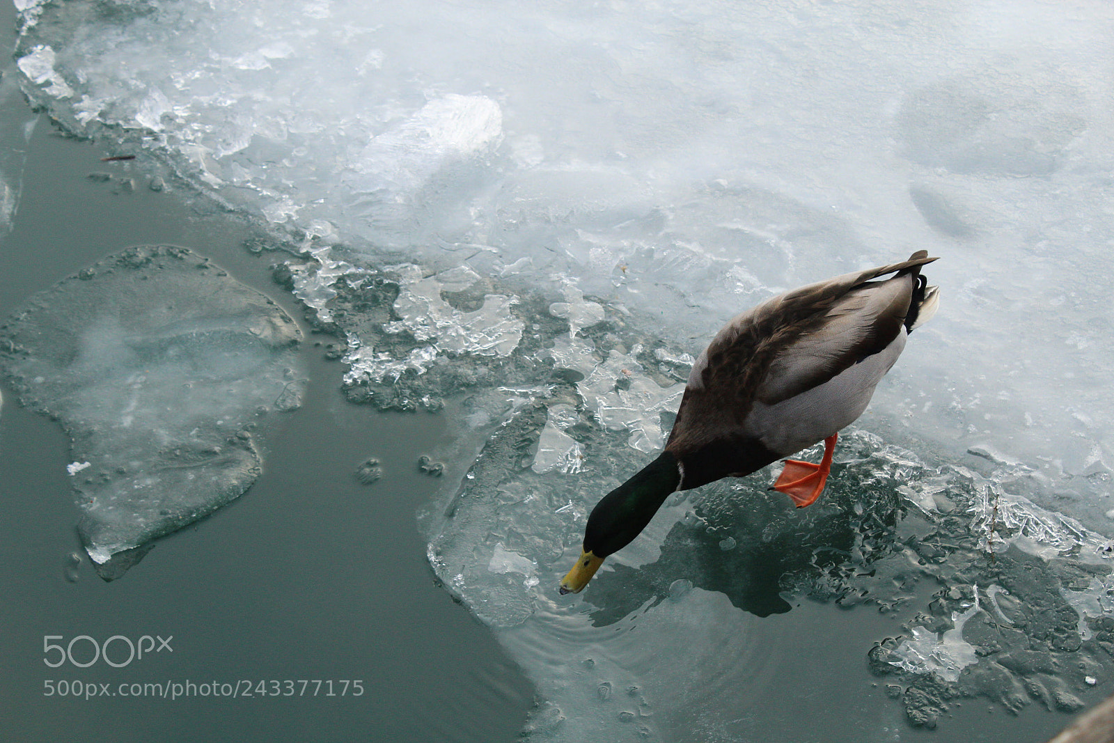 Canon EOS 1300D (EOS Rebel T6 / EOS Kiss X80) sample photo. Melting ice photography