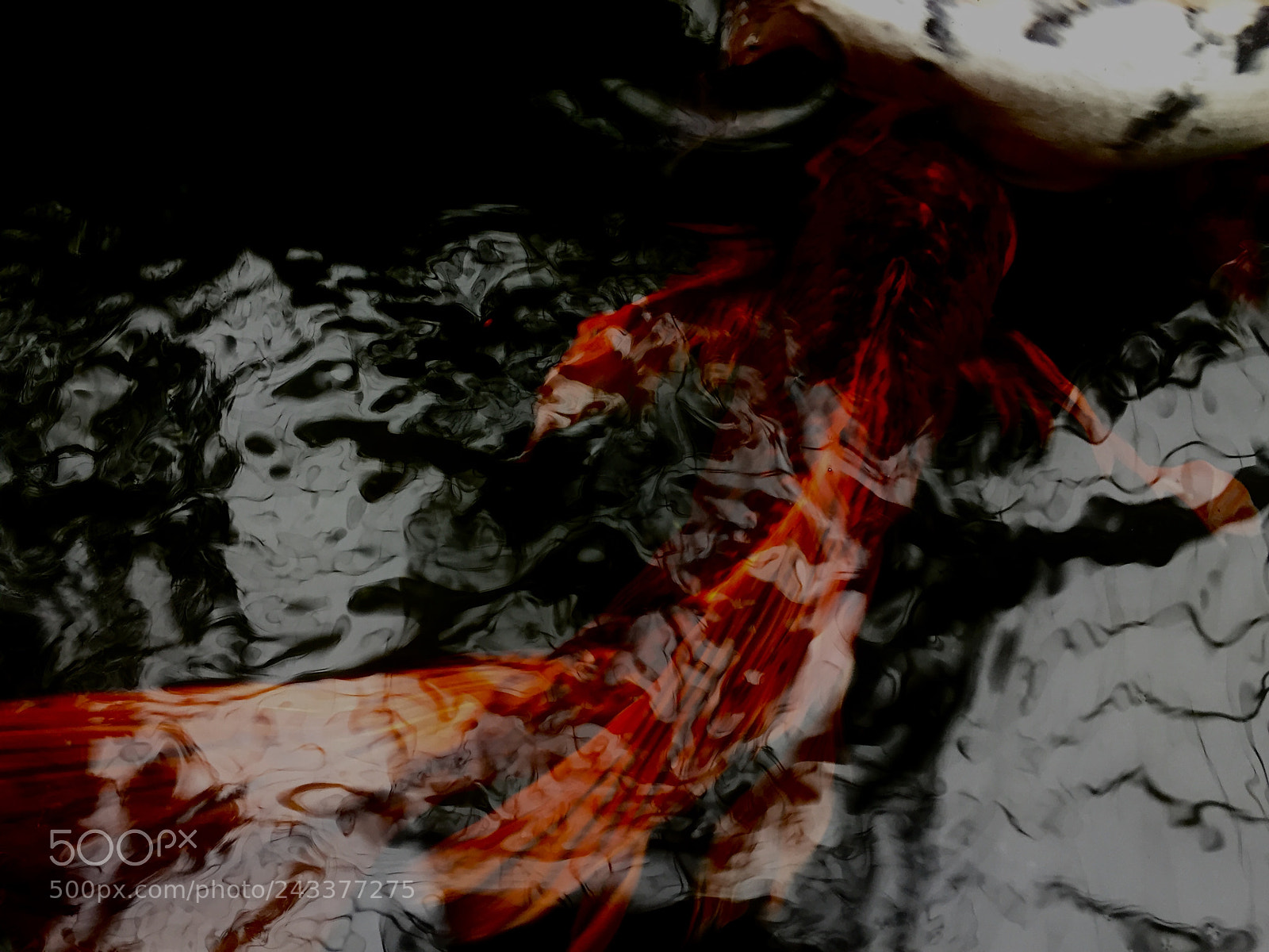 Apple iPhone 6 sample photo. Koi moving through dark photography