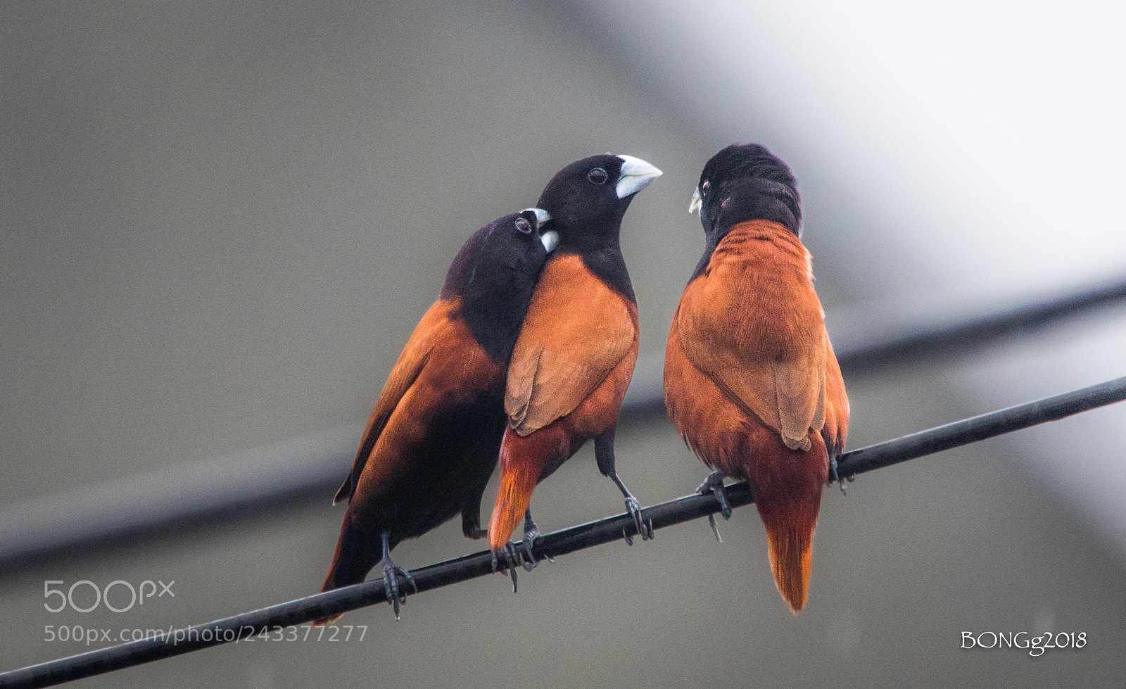 Canon EOS 7D Mark II sample photo. Even birds do gossip photography