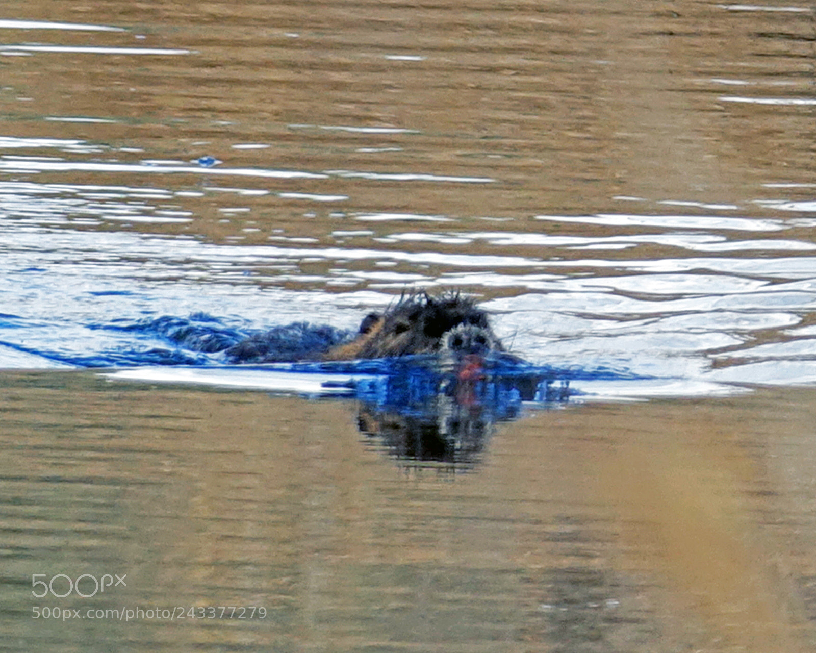 Sony Cyber-shot DSC-RX10 III sample photo. Nutria photography