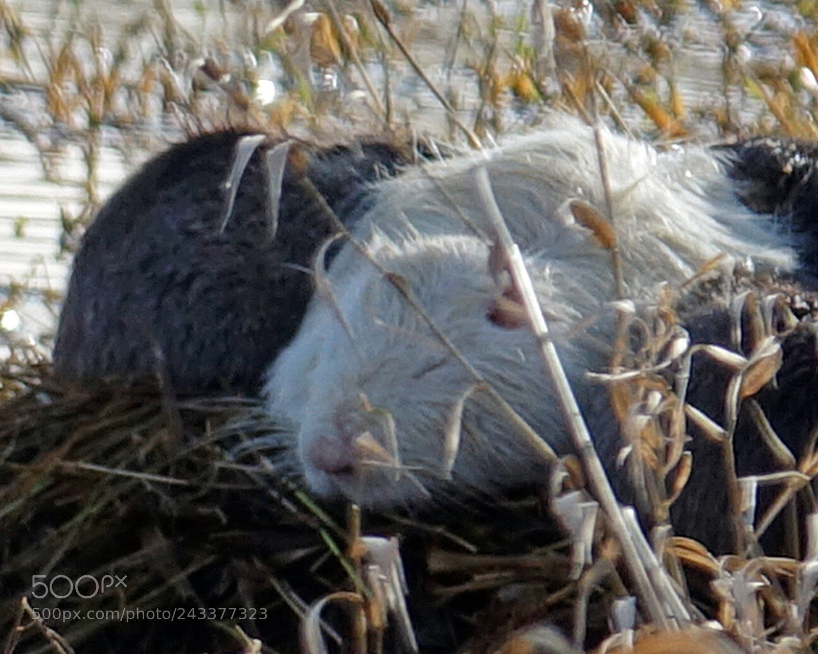 Sony Cyber-shot DSC-RX10 III sample photo. White mama nutria photography
