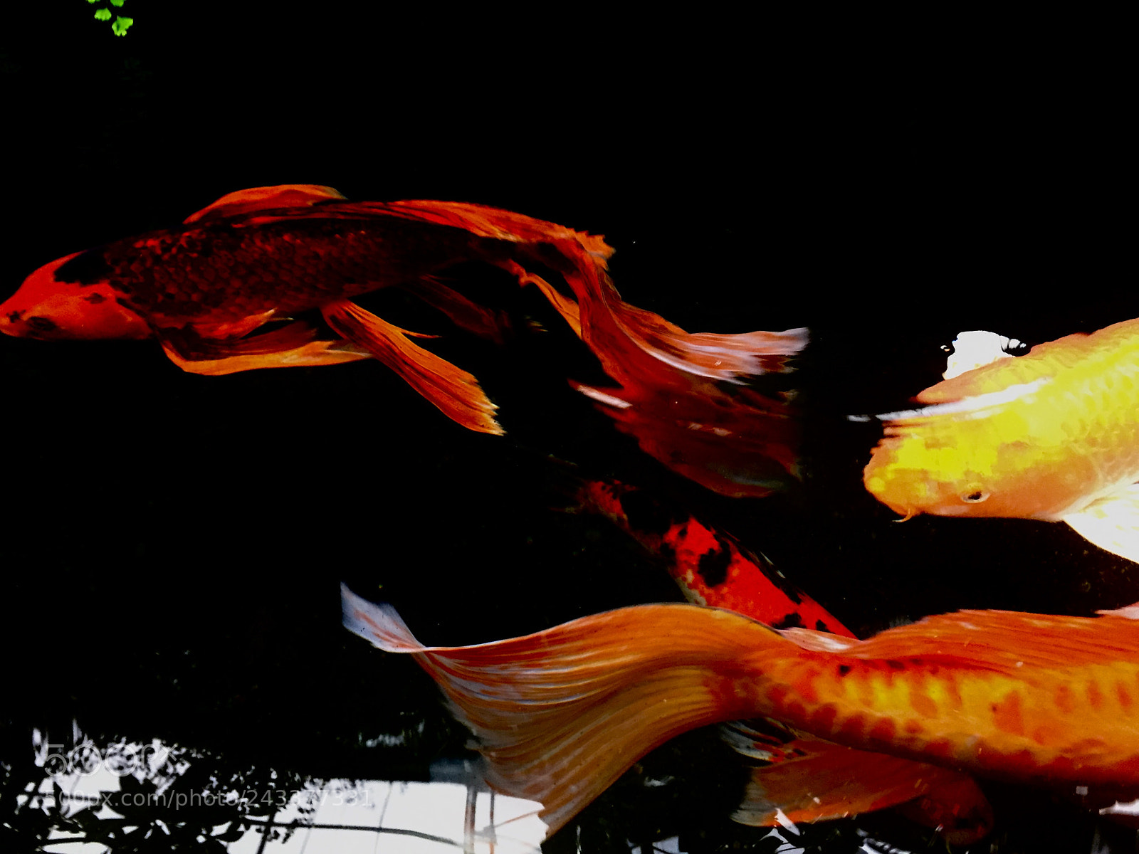 Apple iPhone 6 sample photo. Koi moving through dark photography