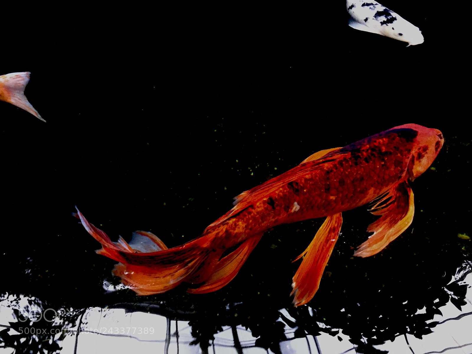Apple iPhone 6 sample photo. Koi moving through dark photography