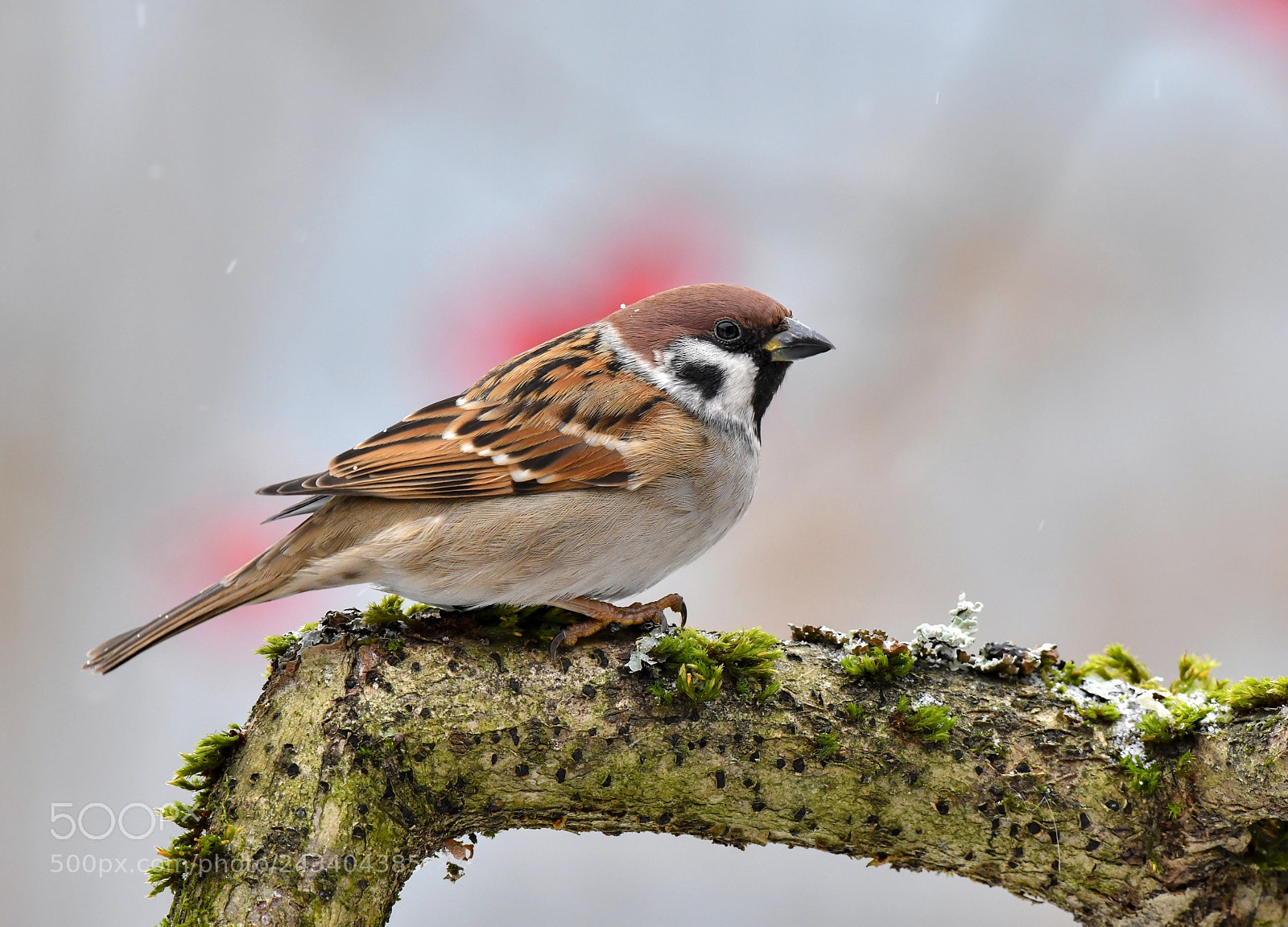 Nikon D850 sample photo. Tree sparrow photography