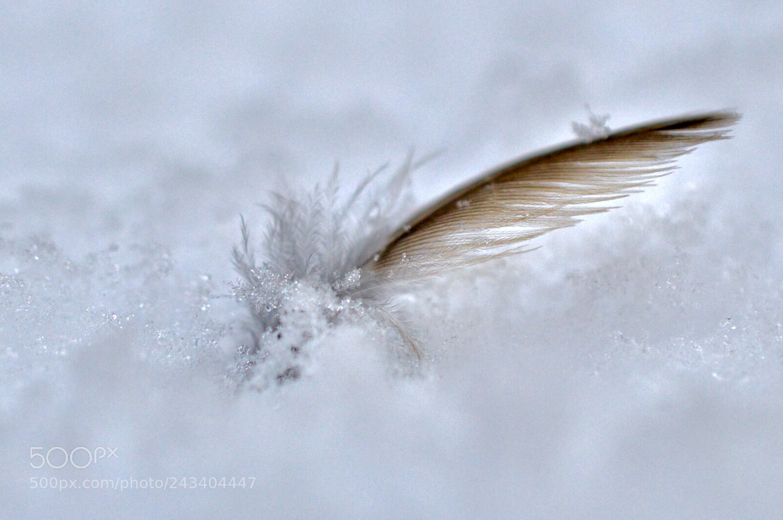 Nikon D3200 sample photo. Whose  feather❄️ photography