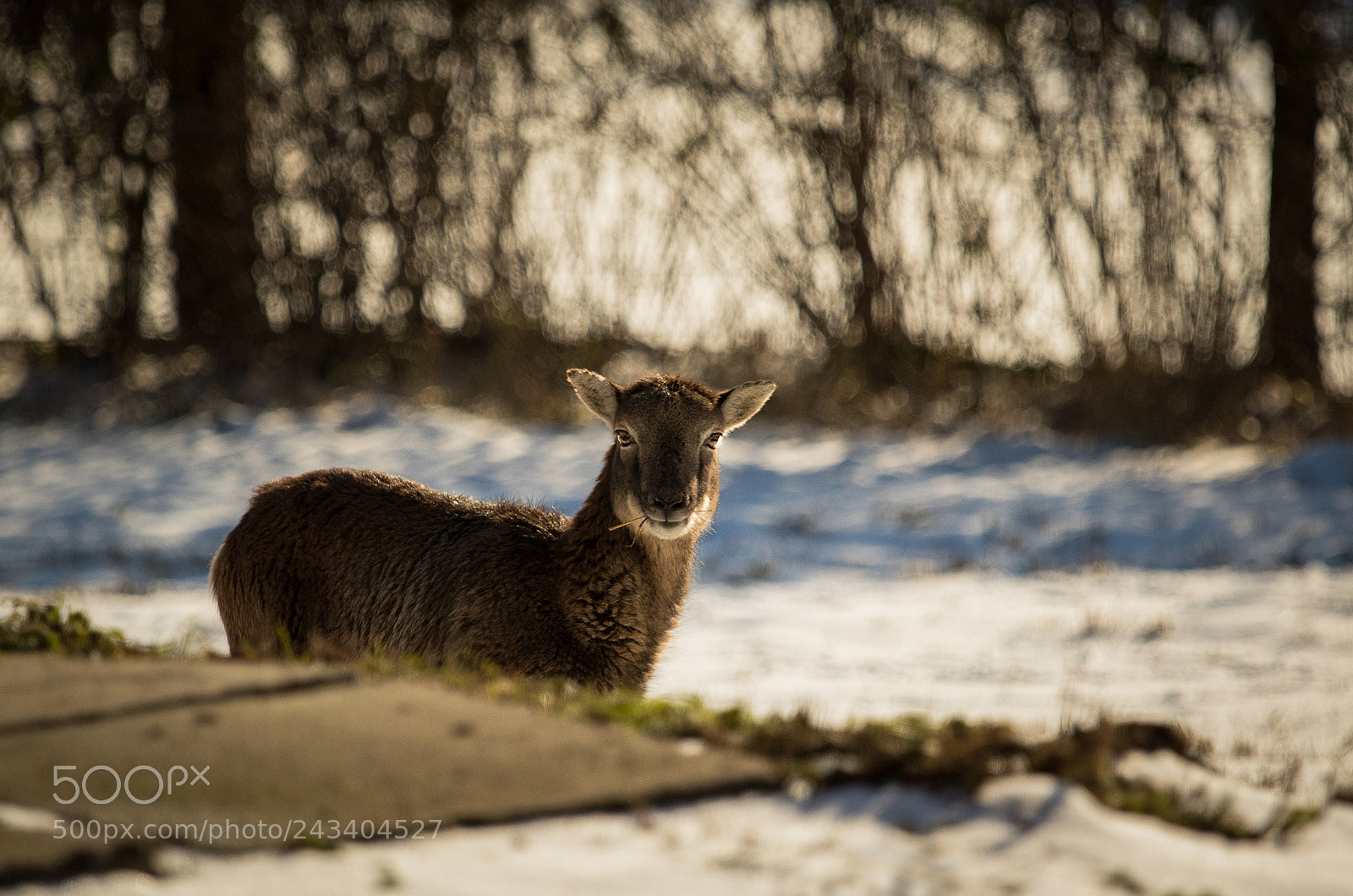 Canon EOS 7D Mark II sample photo. ... photography