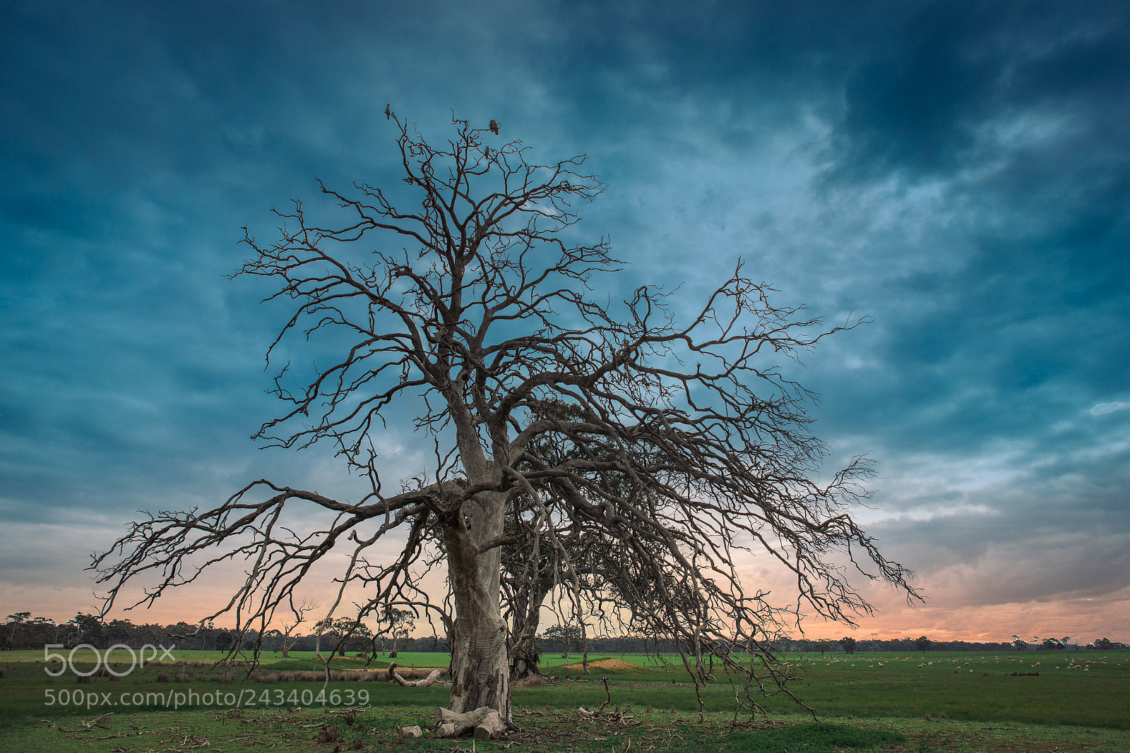 Nikon D800 sample photo. Tree in the paddock. photography
