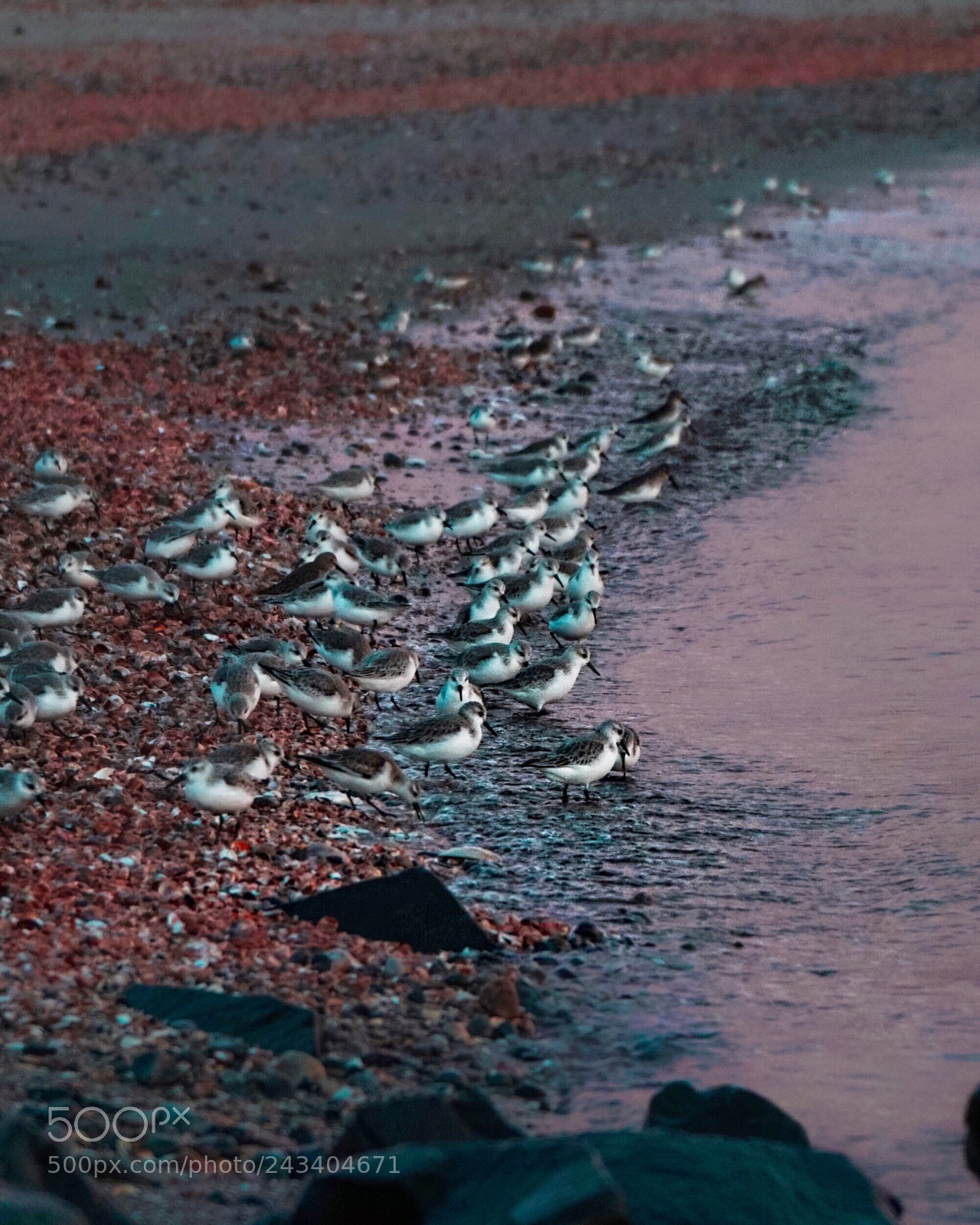 Sony a6300 sample photo. Sandpipers playing in the photography