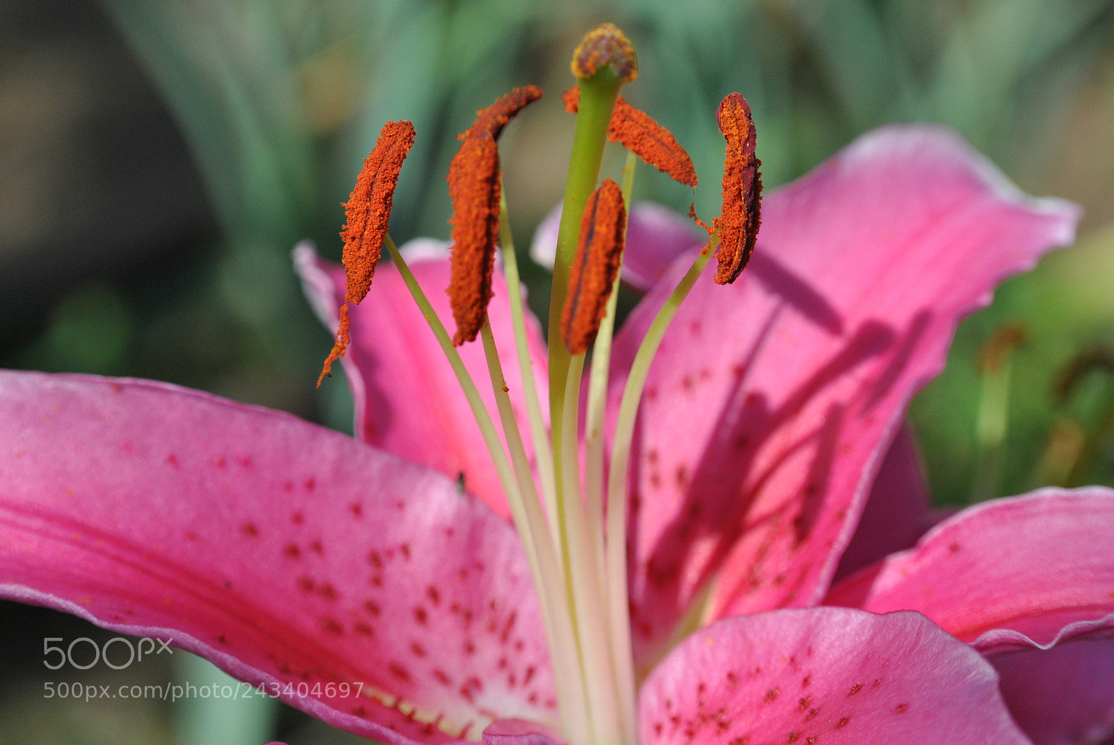Nikon D3000 sample photo. B photography