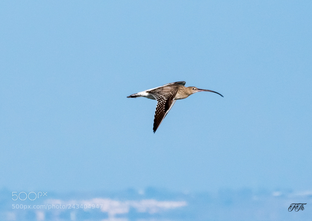 Nikon D5600 sample photo. A bird flying is photography