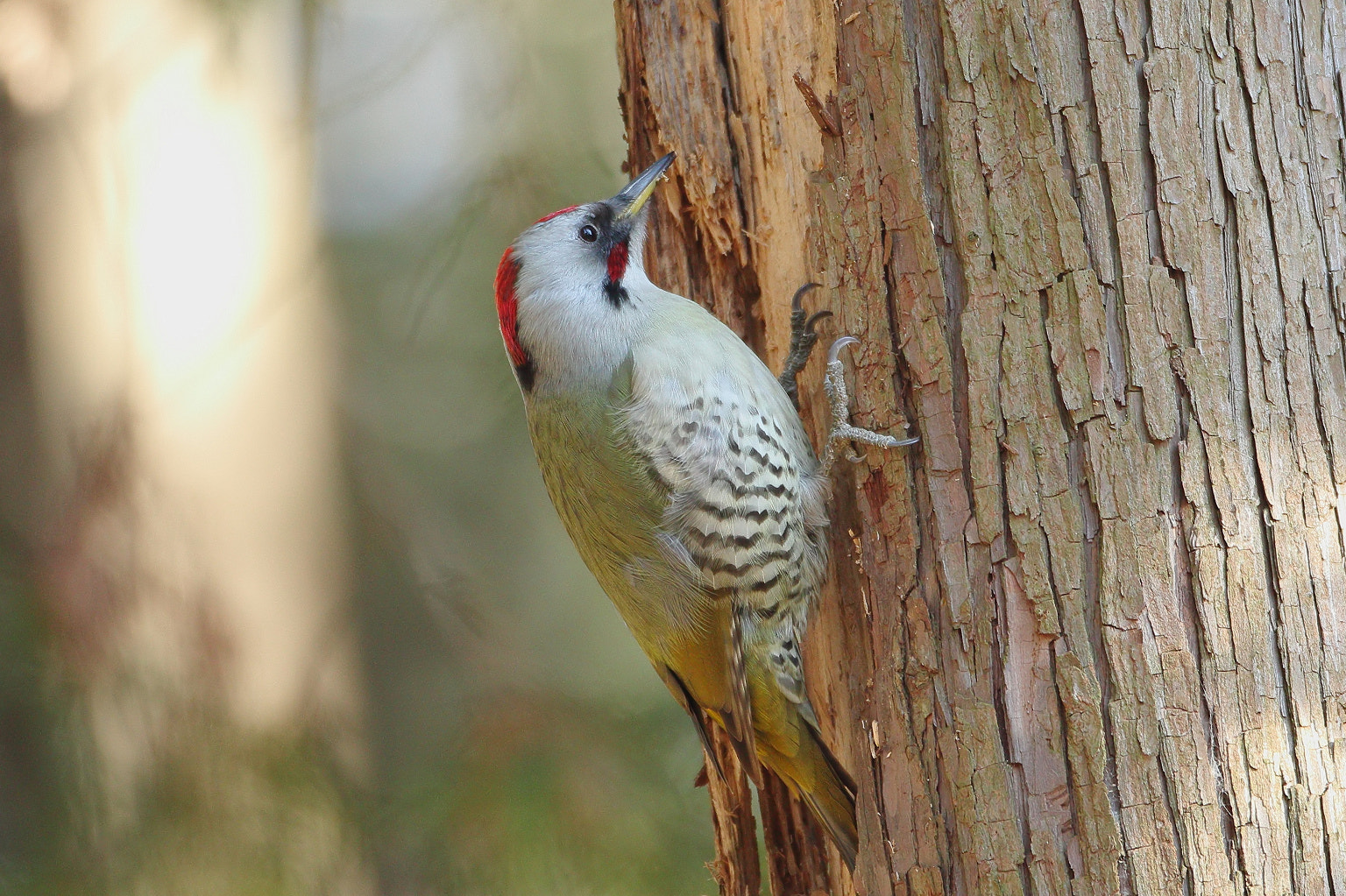 Canon EF 500mm F4L IS USM sample photo. Forest morning photography