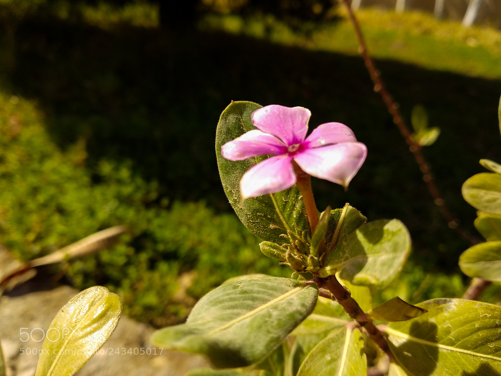Xiaomi Mi A1 sample photo. The rose flower photography