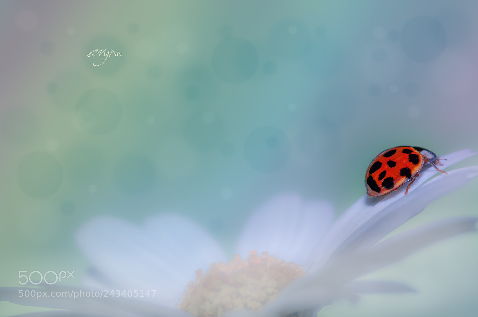 Nikon D300 sample photo. Ladybug photography