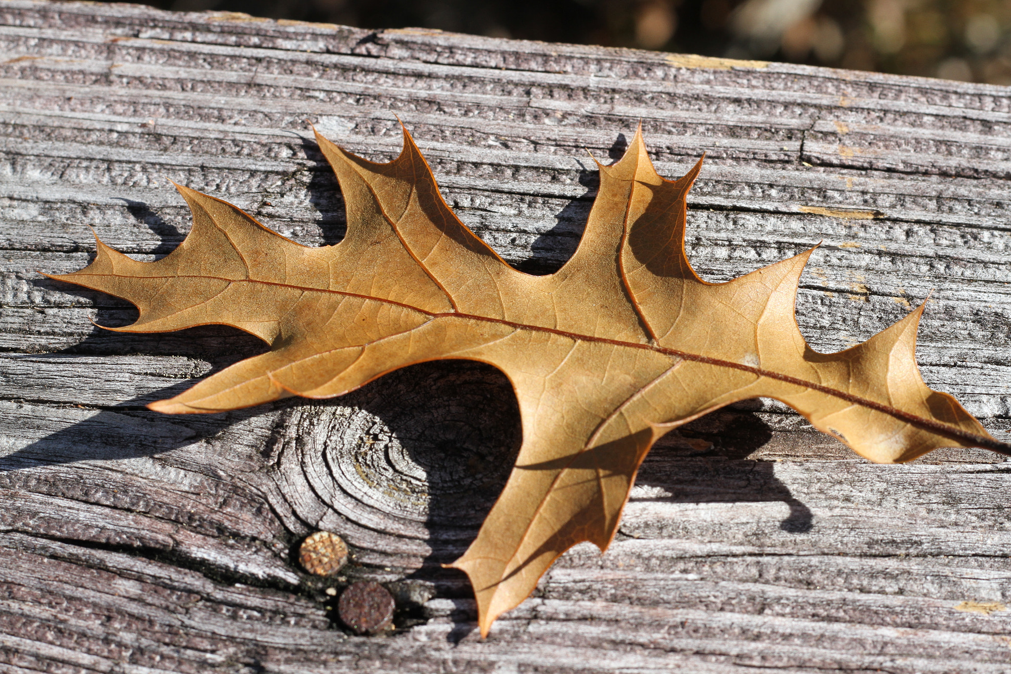 Canon EOS 7D + Canon EF 50mm F1.8 STM sample photo. Fall photography