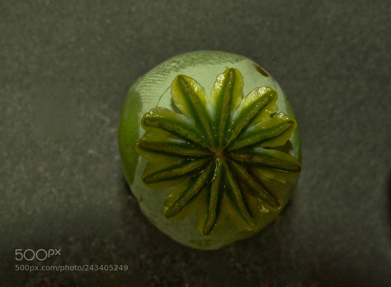 Pentax K200D sample photo. Pavot bulb photography