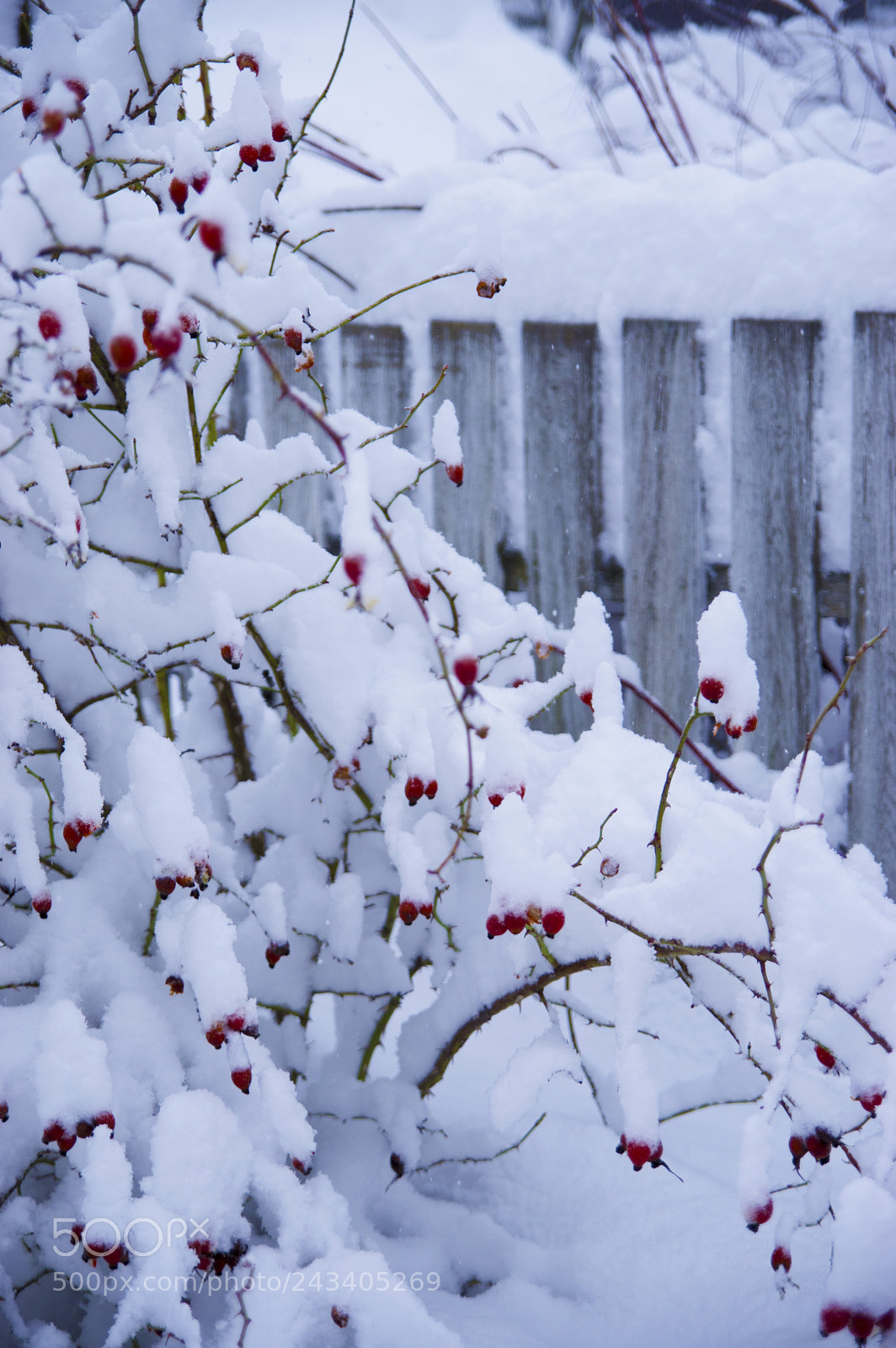 Pentax K-3 II sample photo. Snow photography