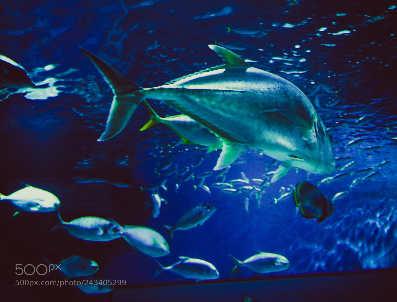 Olympus OM-D E-M10 II sample photo. Underwater majesty photography