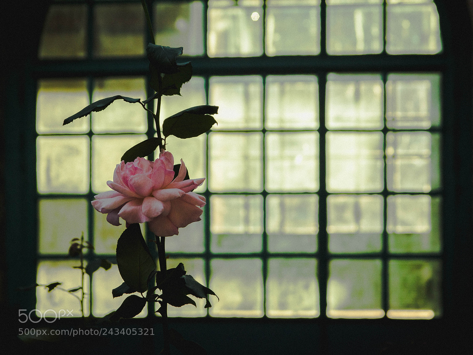 Canon EOS 1200D (EOS Rebel T5 / EOS Kiss X70 / EOS Hi) sample photo. Rosein the city photography