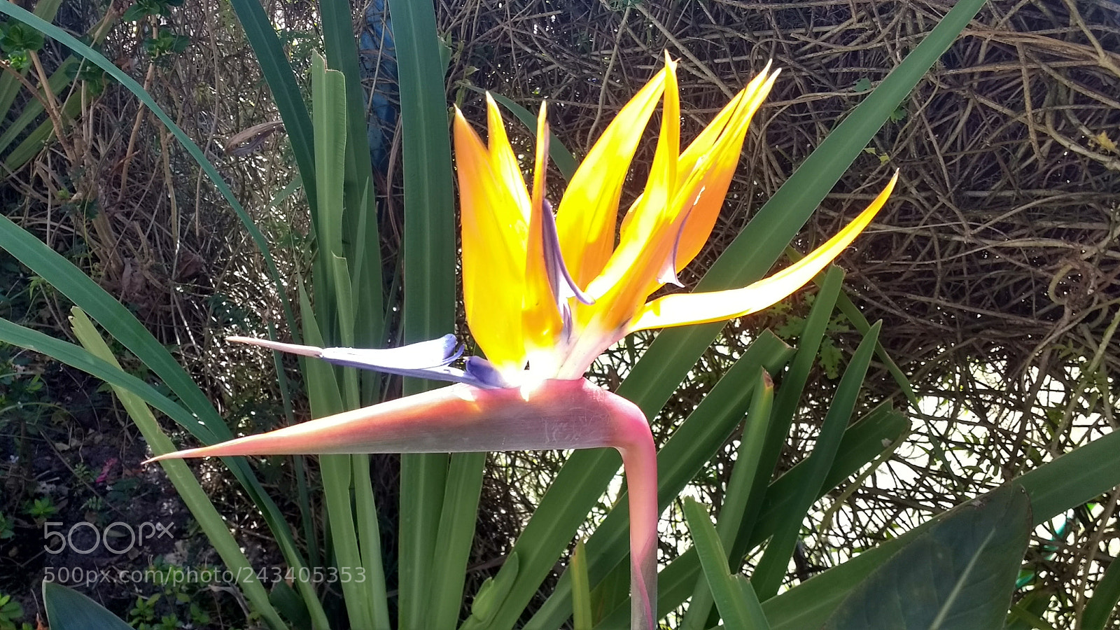 Motorola Moto G (4) sample photo. Flower or bird? photography