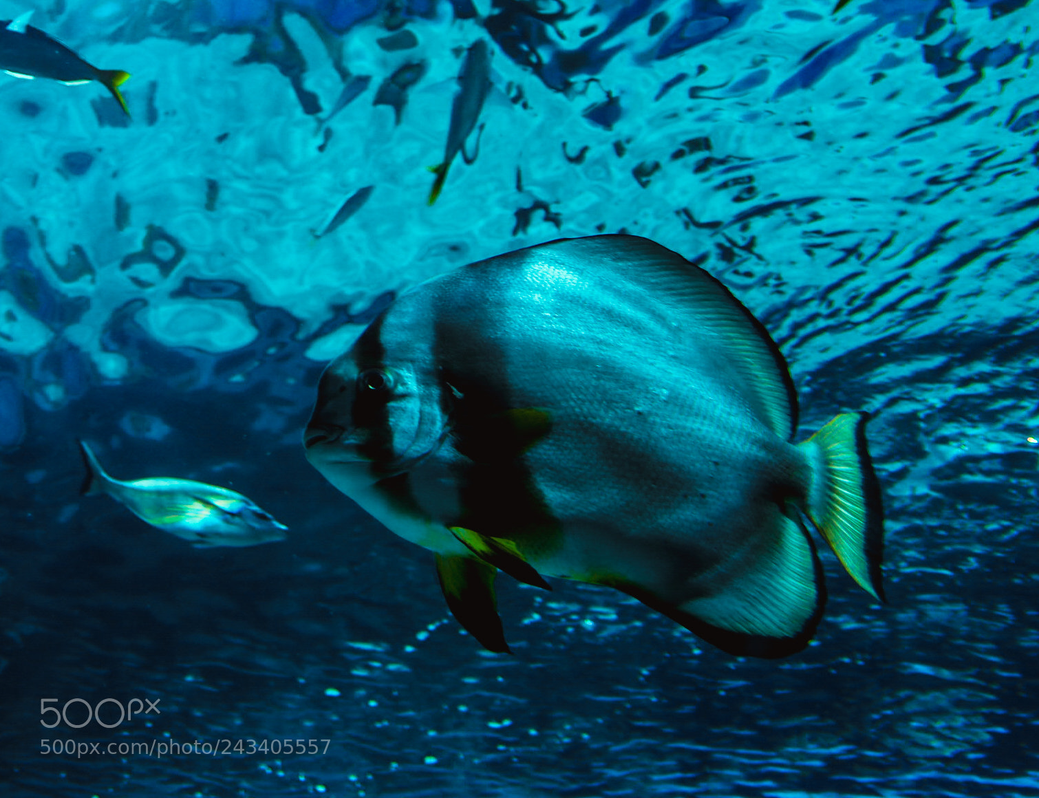 Olympus OM-D E-M10 II sample photo. Ocean mistery photography