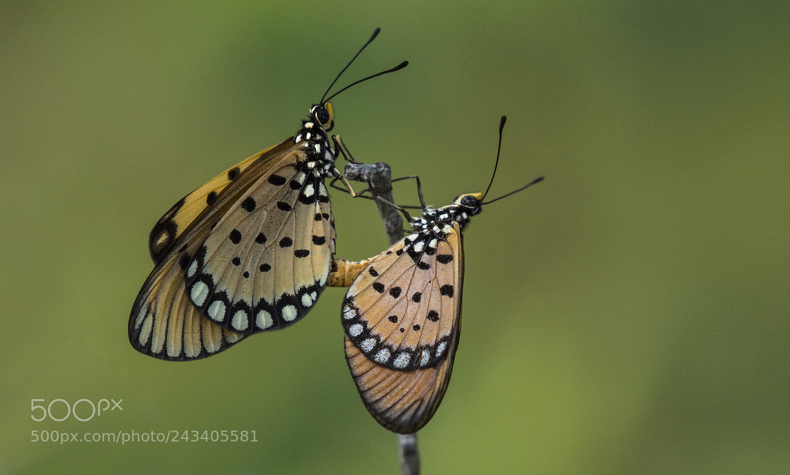 Nikon D3200 sample photo. Matting butterfly photography