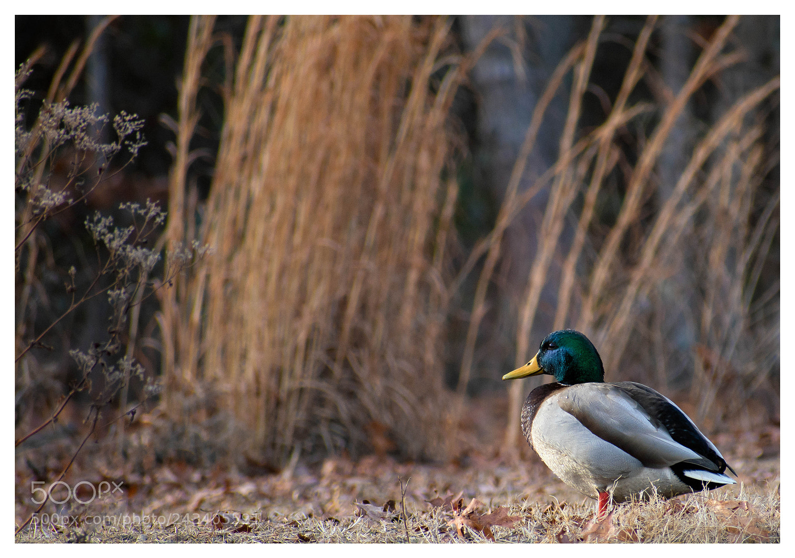 Nikon D7200 sample photo. 27961799269.jpg photography