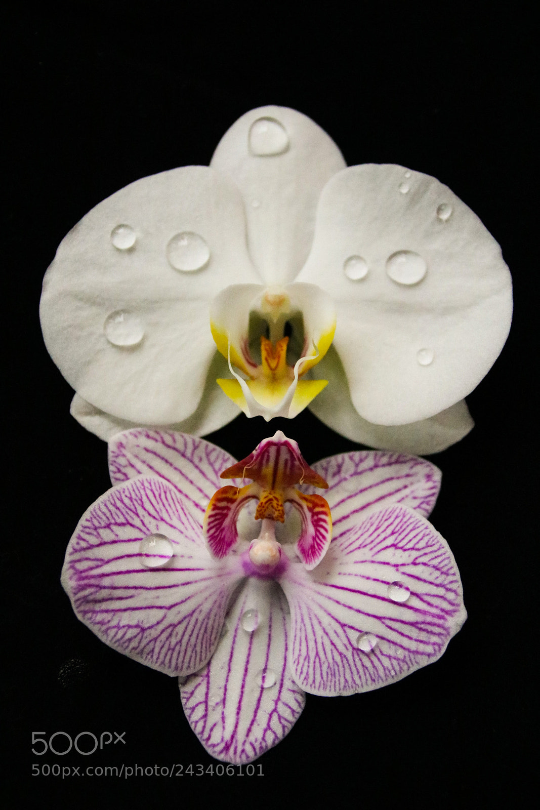 Canon EOS 750D (EOS Rebel T6i / EOS Kiss X8i) sample photo. Two different phalaenopsis photography