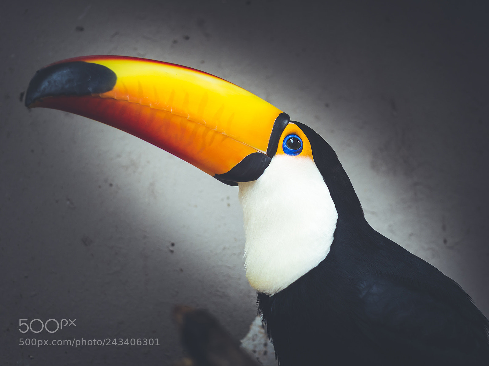 Olympus OM-D E-M10 II sample photo. Toco toucan. photography