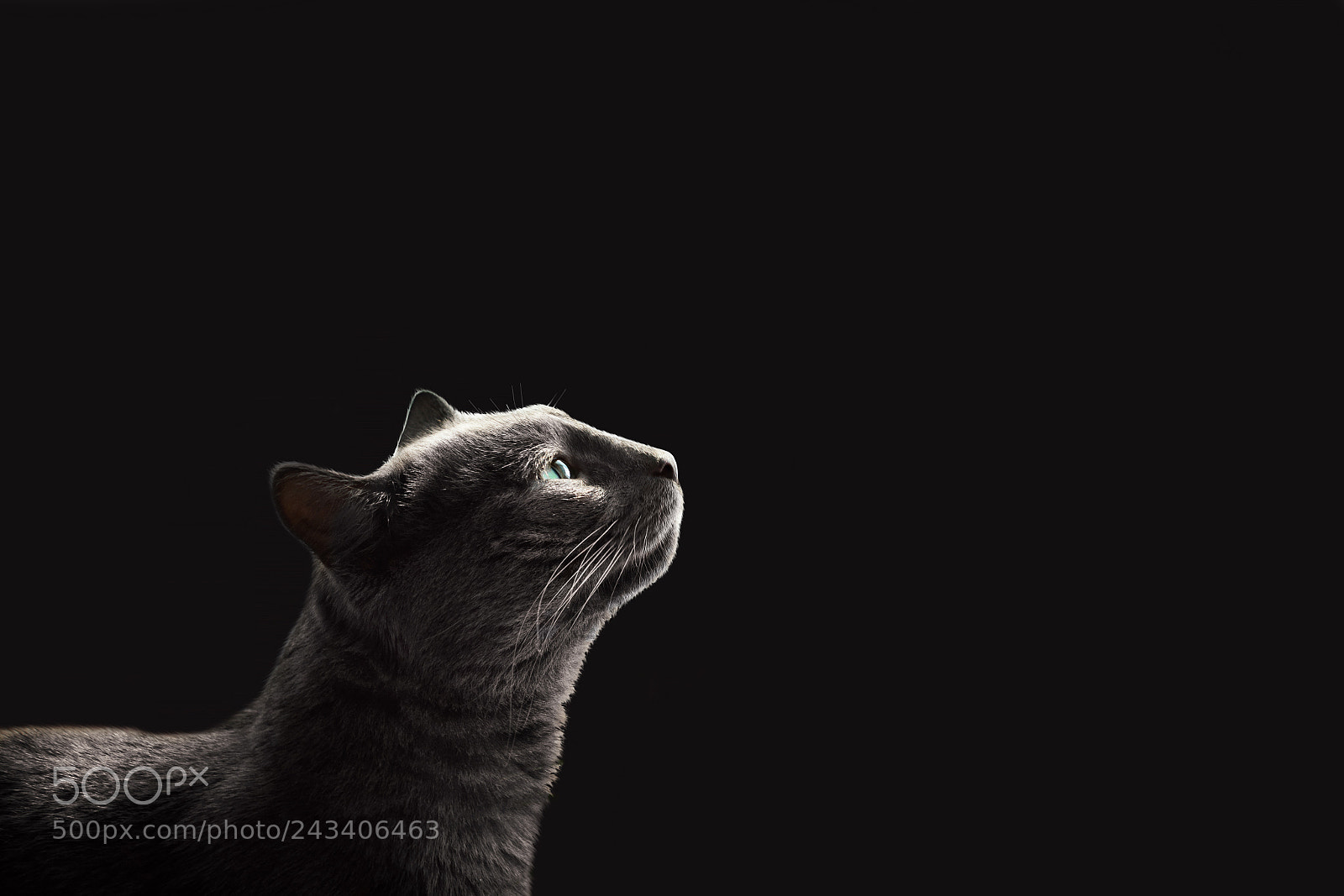 Nikon D7200 sample photo. Cat looking up sitting photography