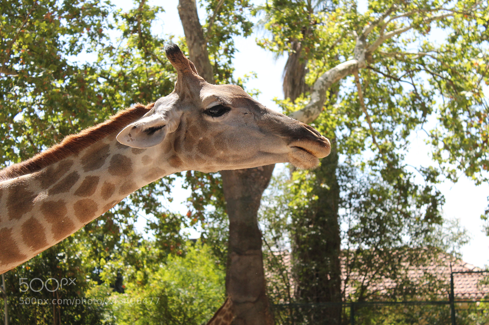 Canon EOS 1100D (EOS Rebel T3 / EOS Kiss X50) sample photo. Giraffe in the foreground photography
