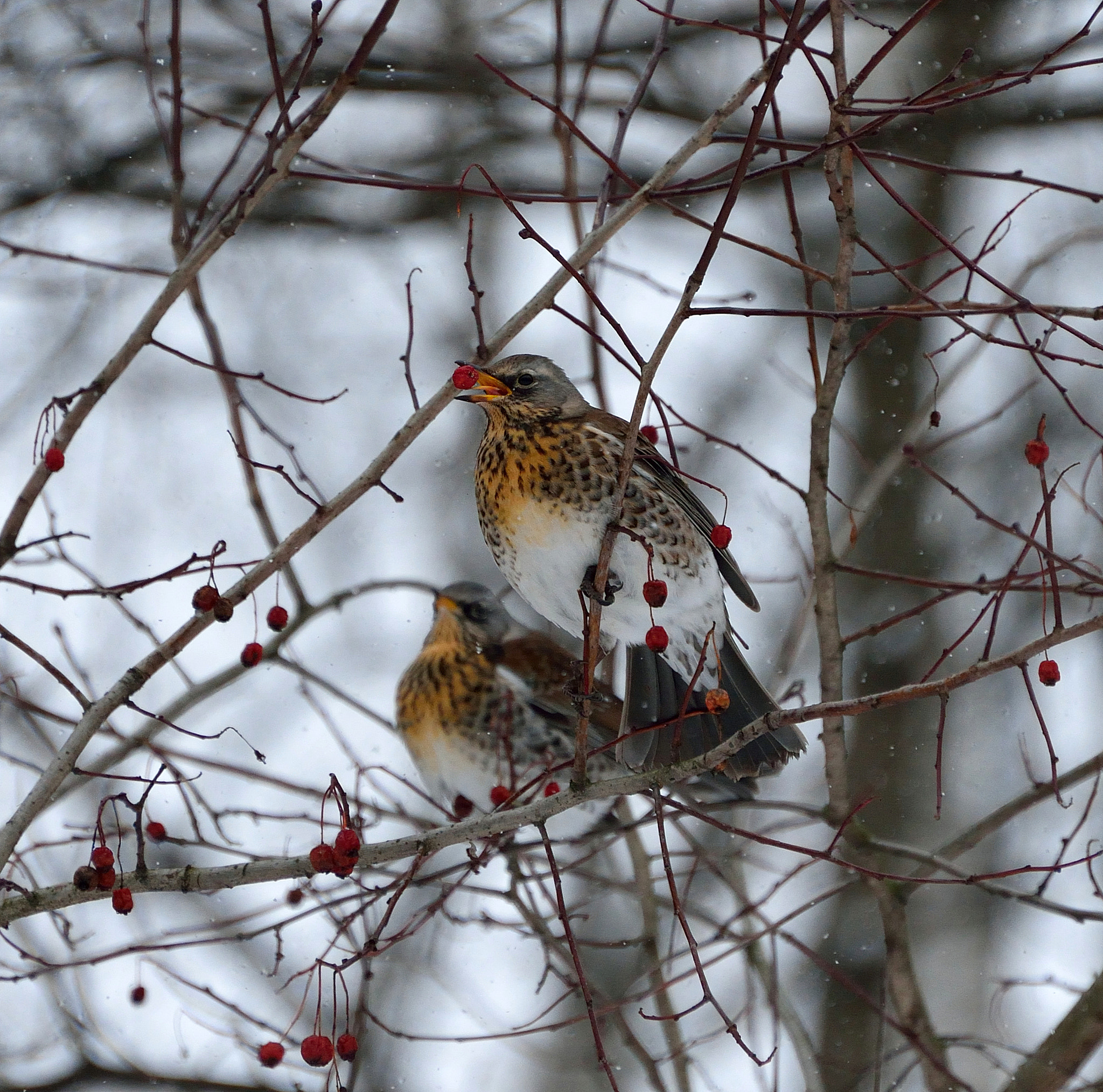 Nikon D610 sample photo. A bird photography