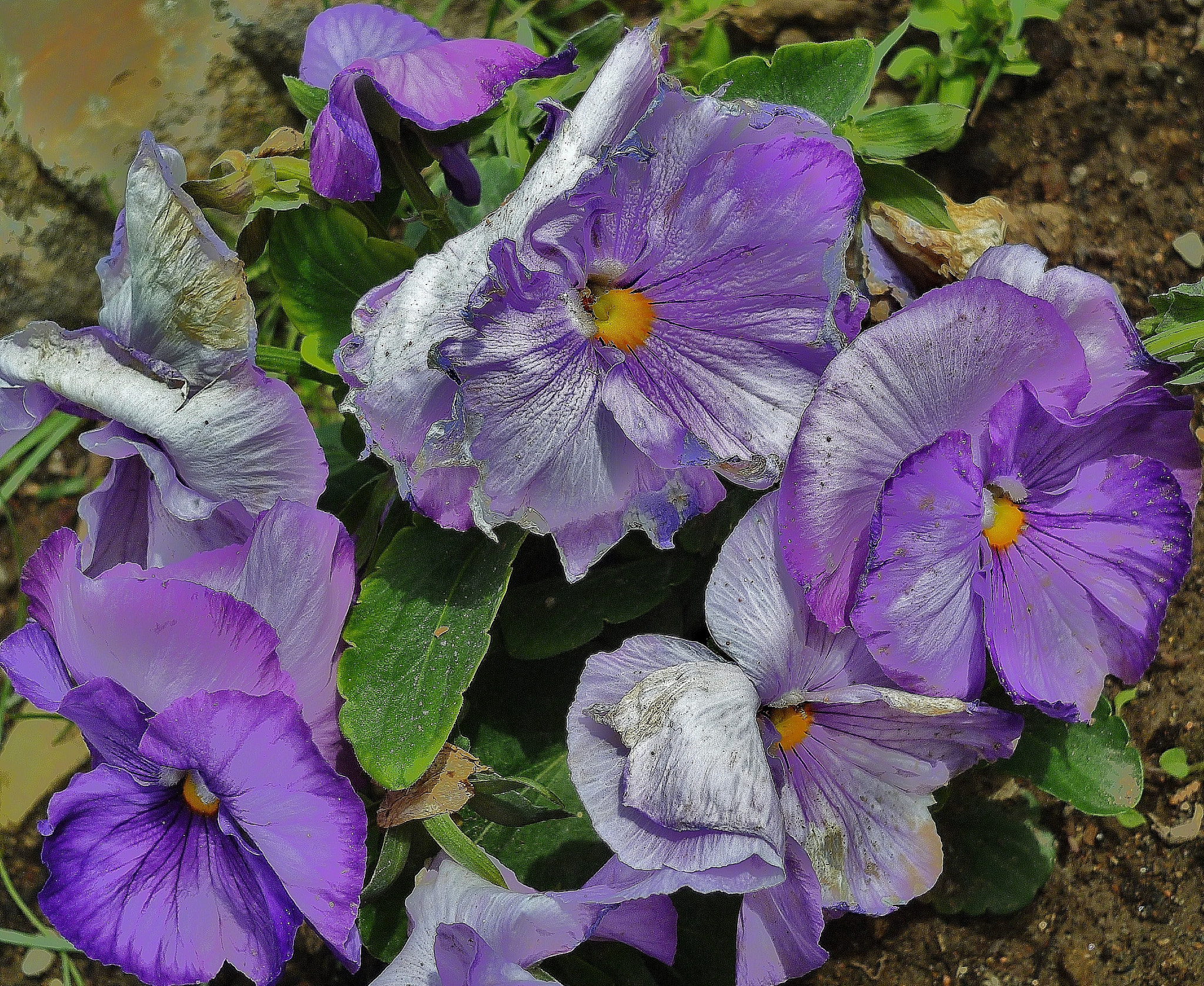 Panasonic DMC-FS11 sample photo. Pensamientos - pansies photography